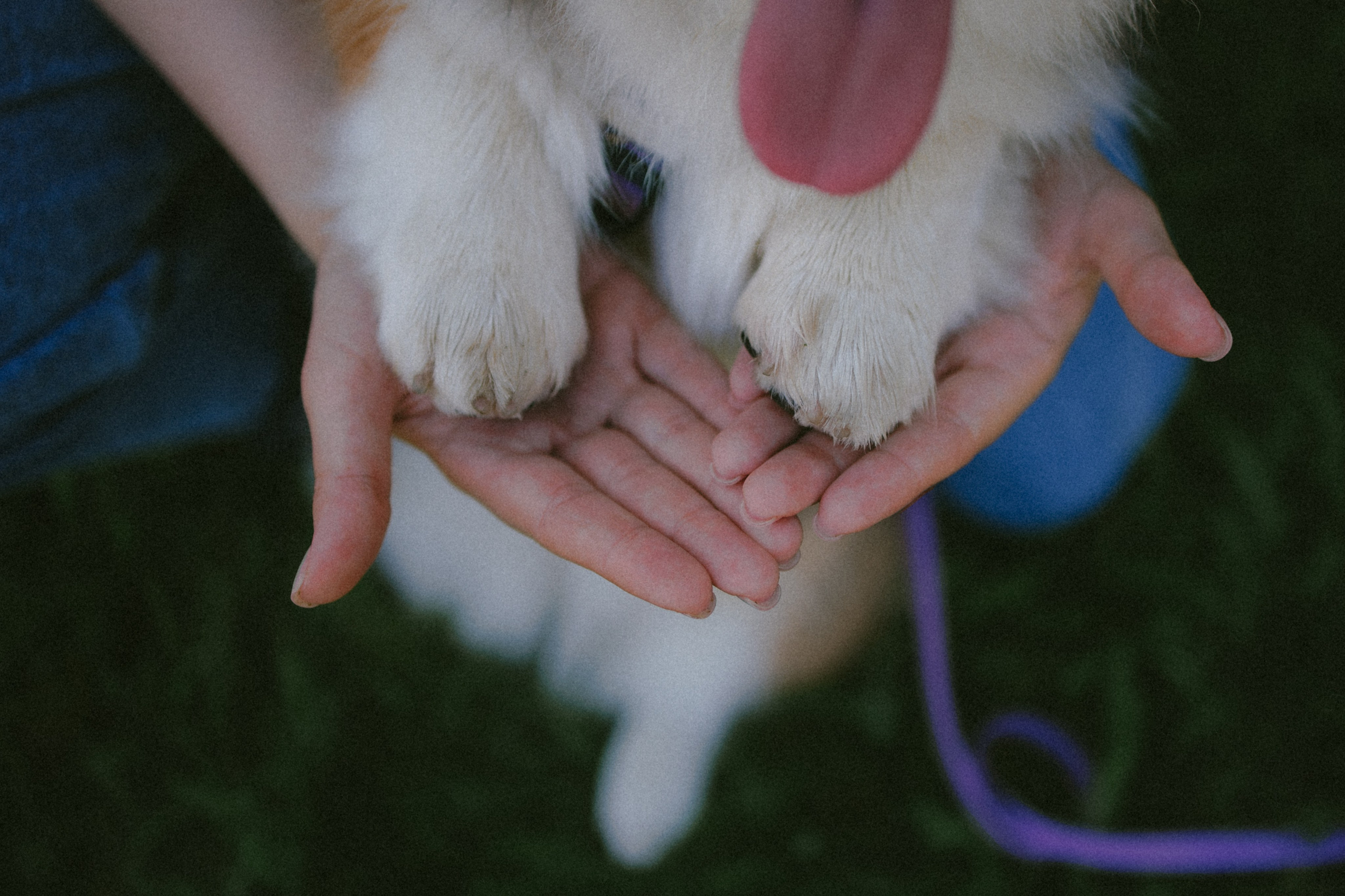 Мишель и Влада. Фотораф — анималист Мария Шистка