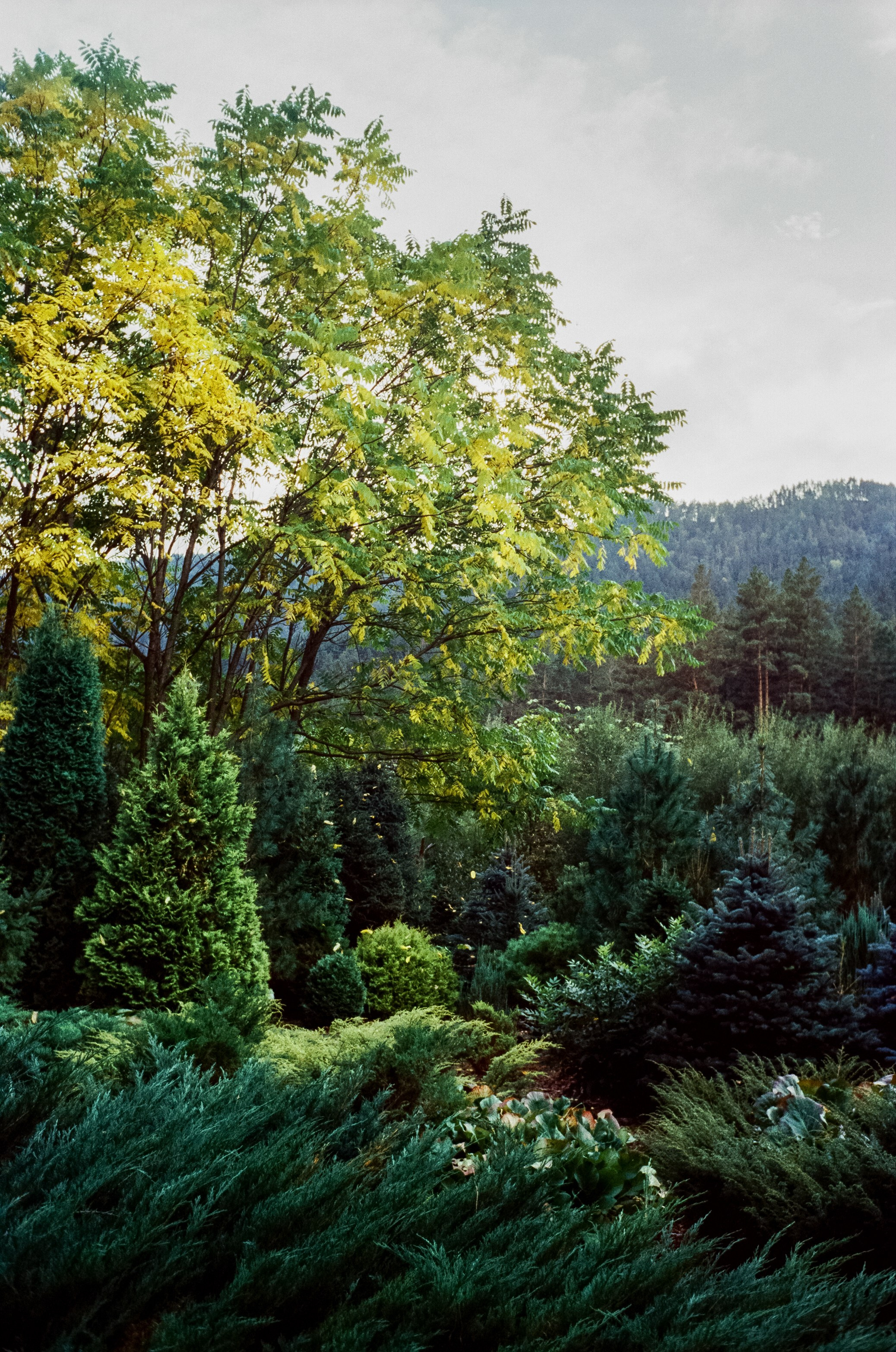 Горно-Алтайский ботанический сад / 13 сентября 2024 года / Minox 35 GT / SFL 250D