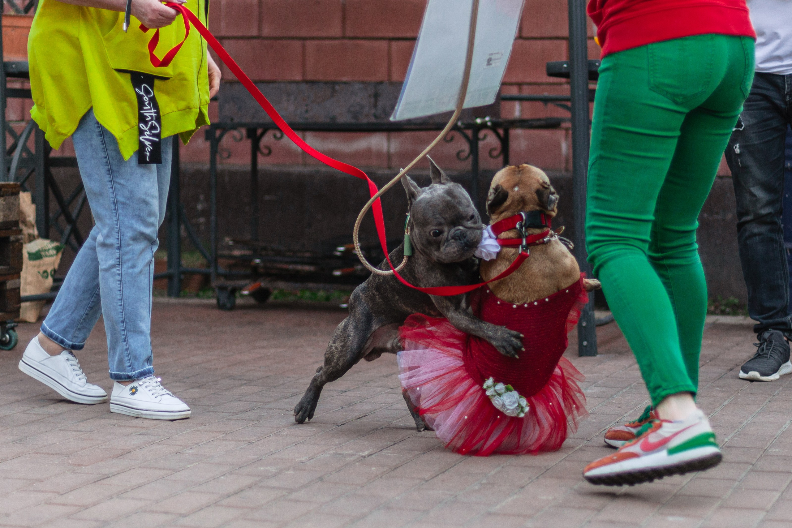 Бульбалл 23.04.2023. Фотограф-анималист Татьяна Степанова
