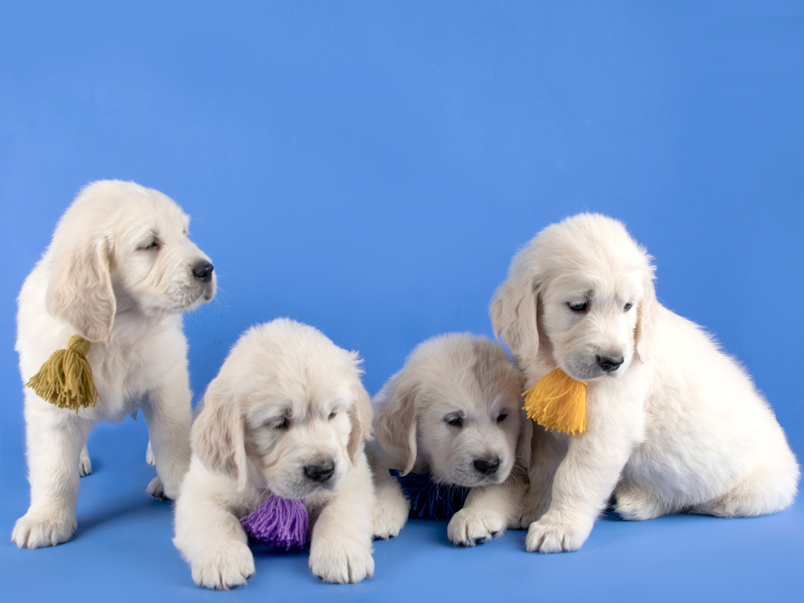 Голден Ретривер. Предметный и семейный фотограф в Санкт-Петербурге Катерина Стеклова
