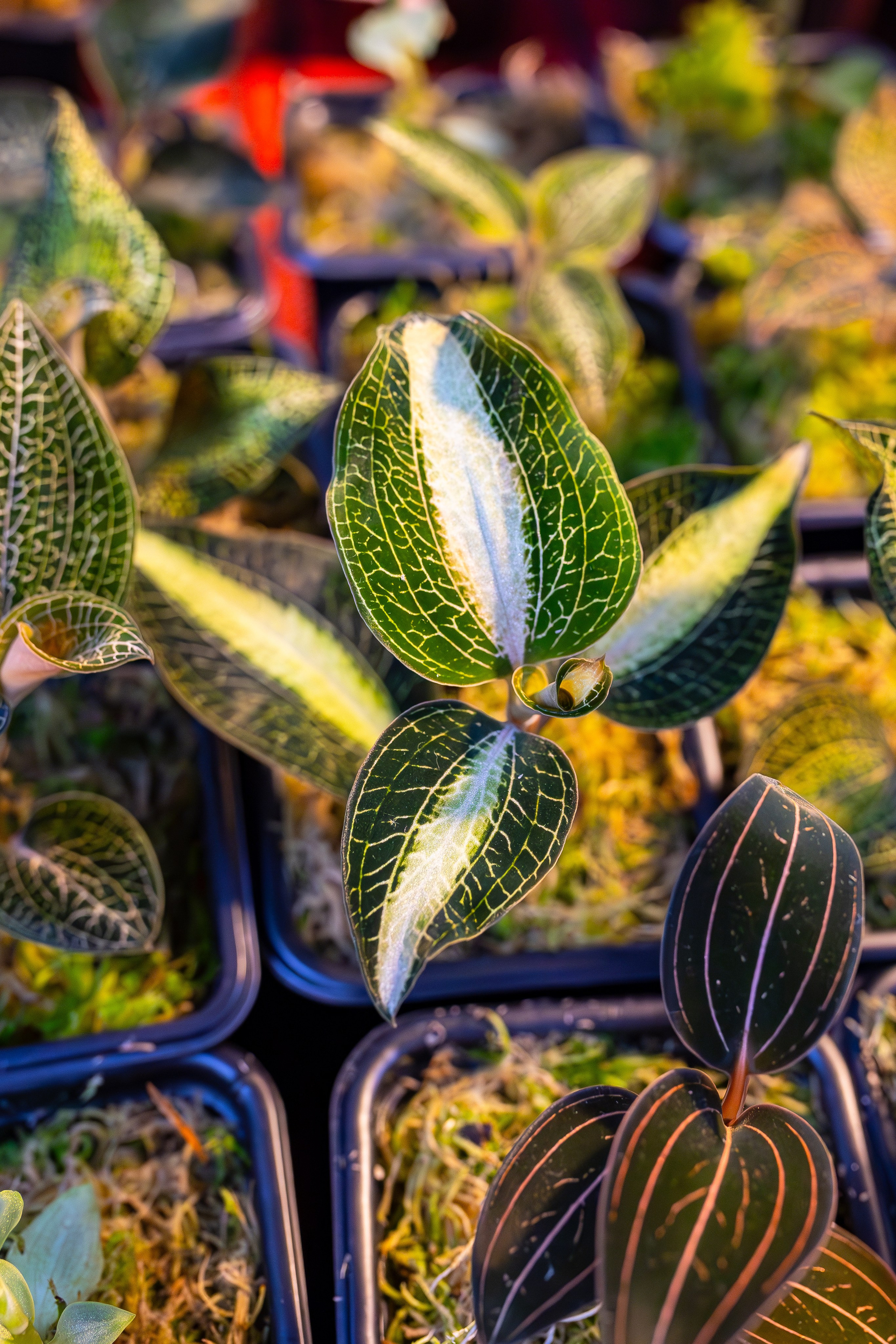 Орхидиум сентябрь 2025. Александра Куликова фотограф, Москва