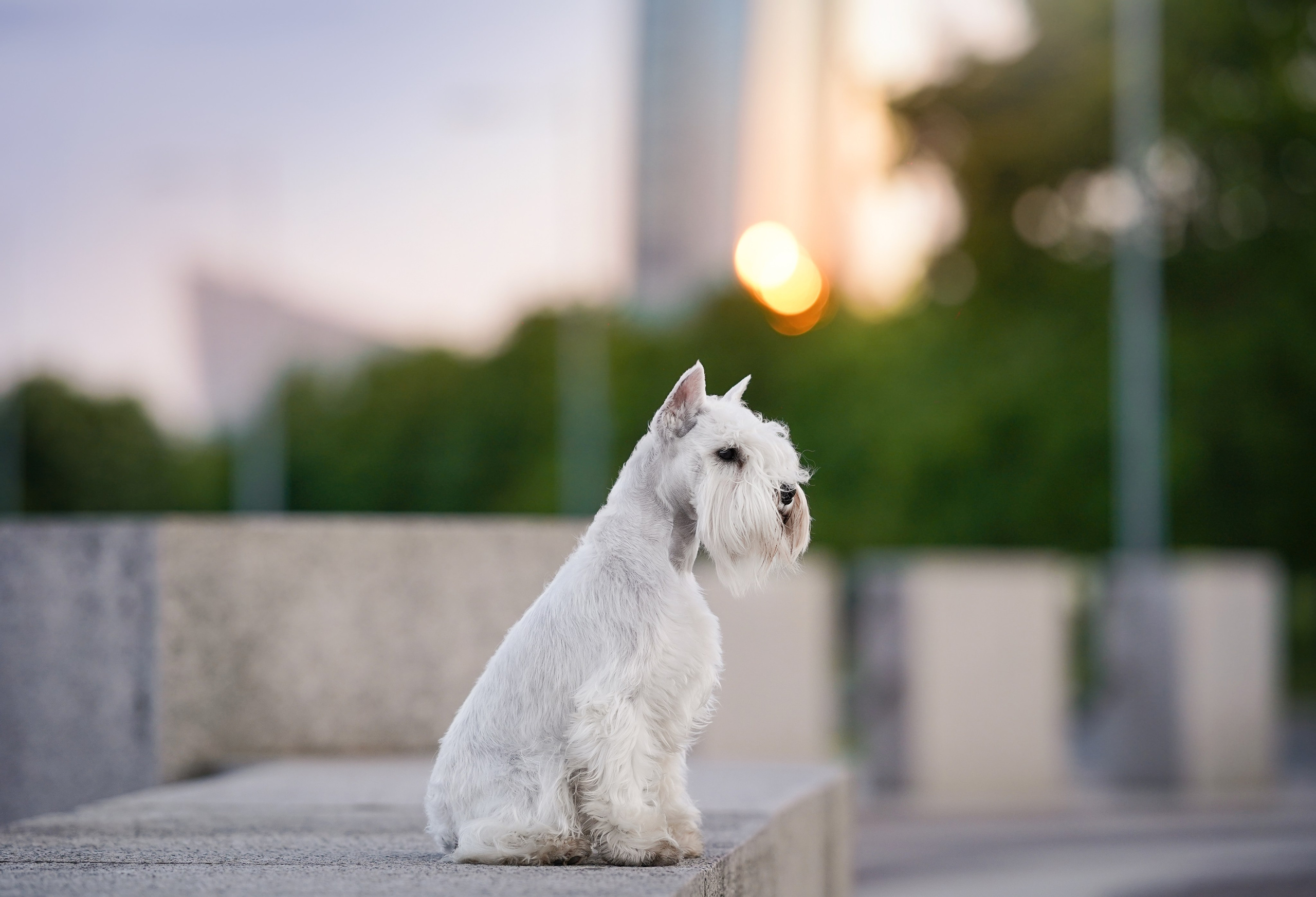 Оля и Доминик. Фотограф-анималист в Санкт-Петербурге Яна Мартынова