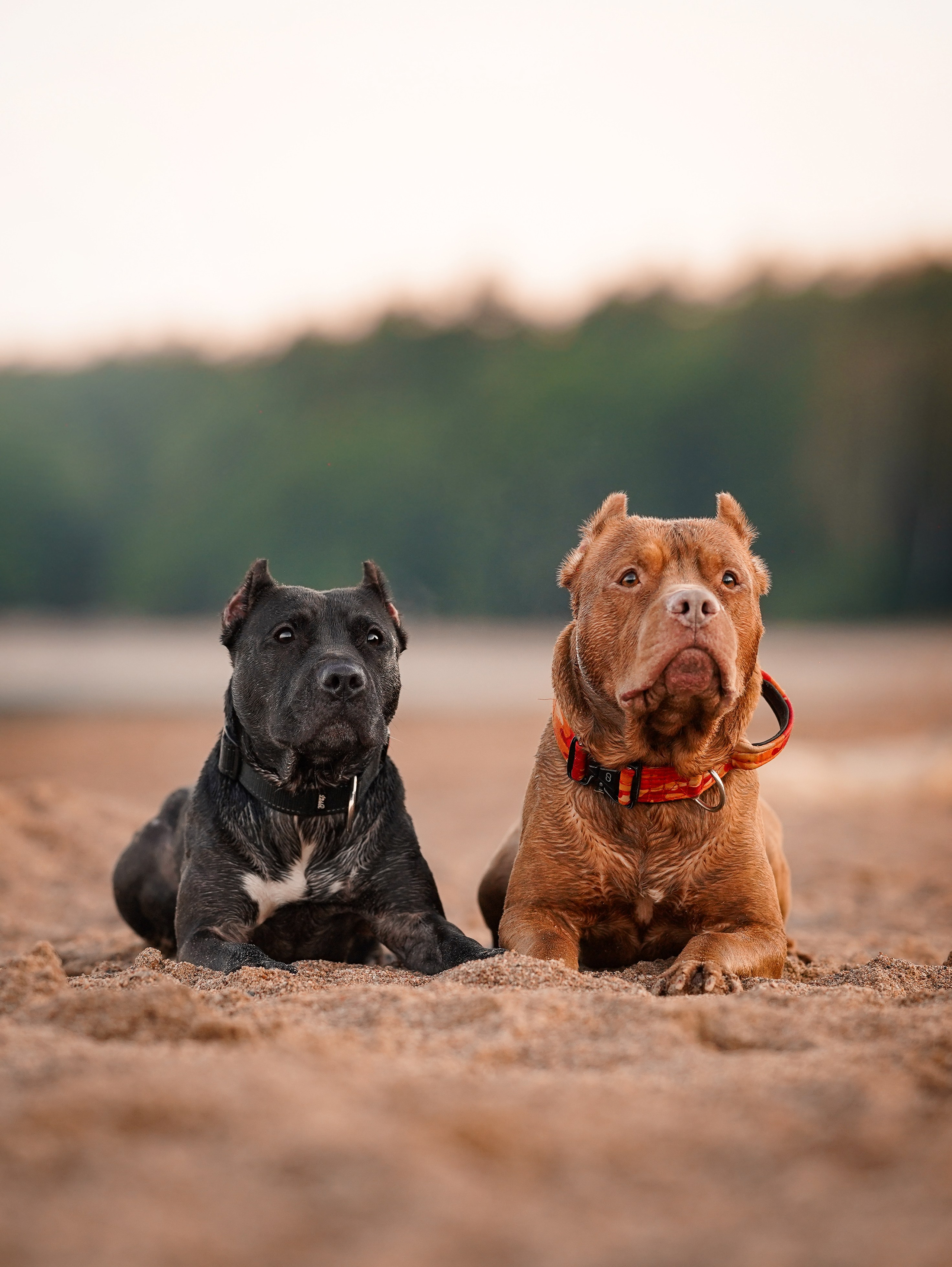 Татьяна Изи и Джем. Фотограф-анималист в Санкт-Петербурге Яна Мартынова