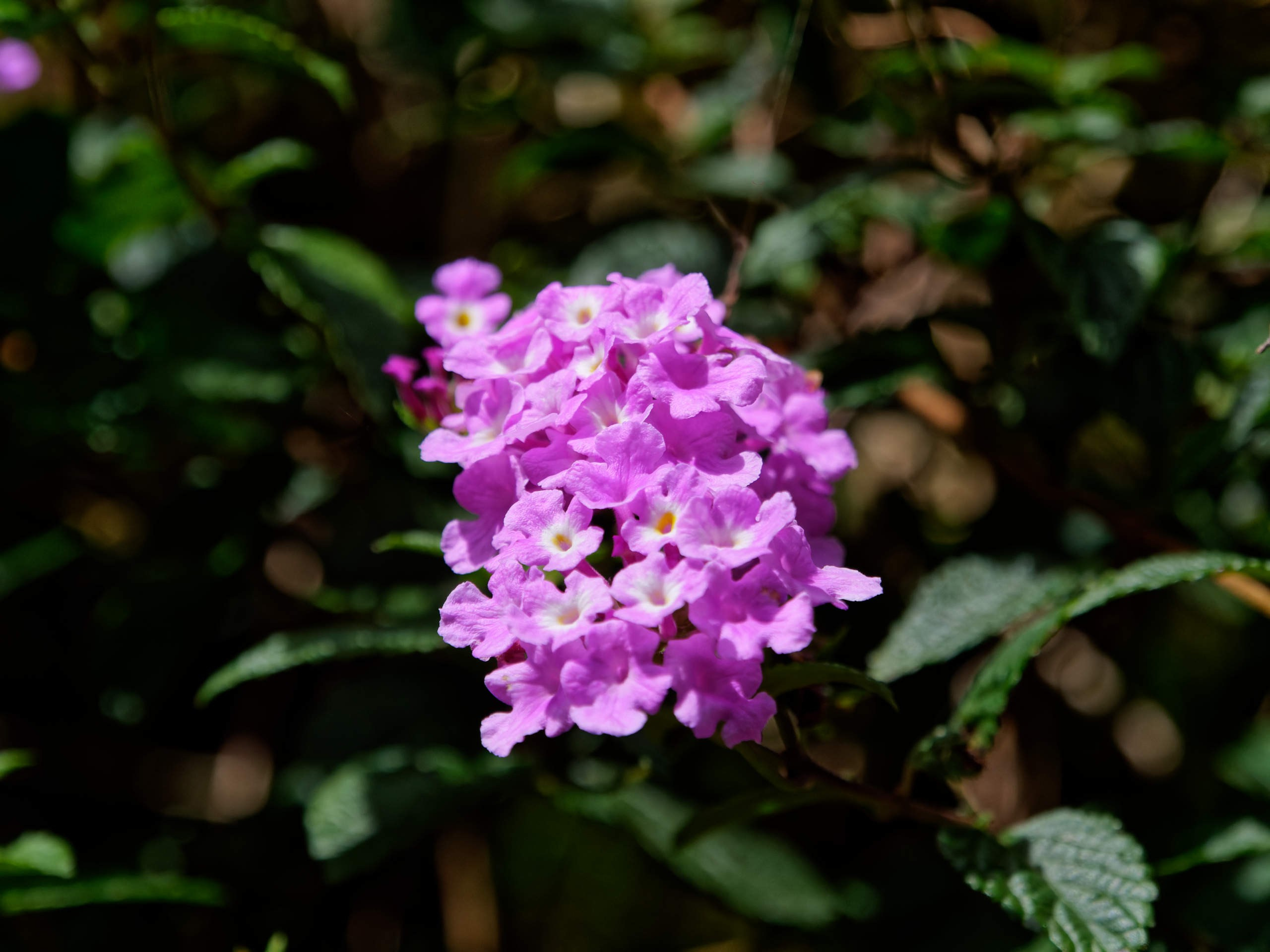 Далат 2023. Избранные фотографии