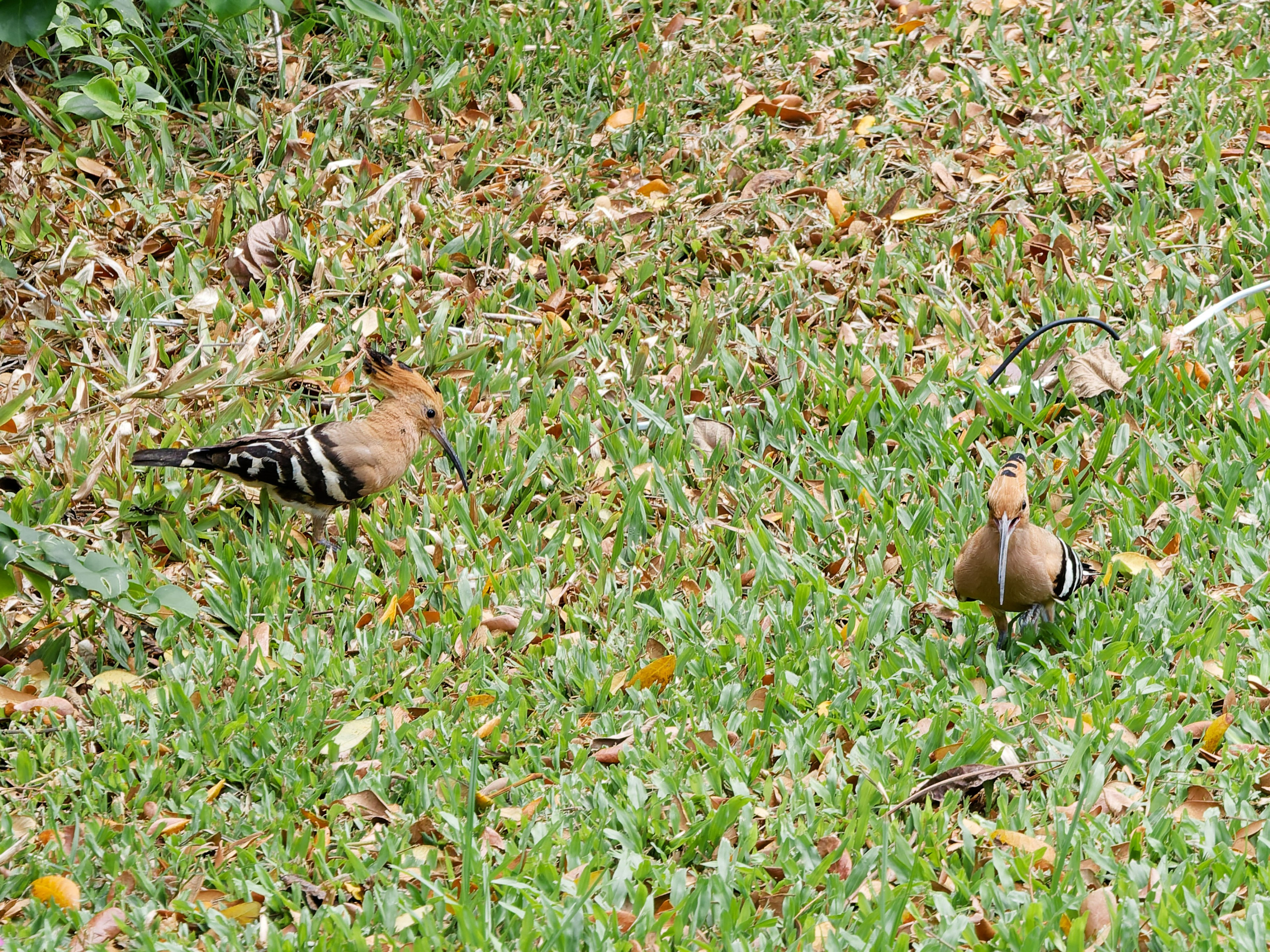 Хайнань 2026, птицы острова. Фотопрогулки по Миру
