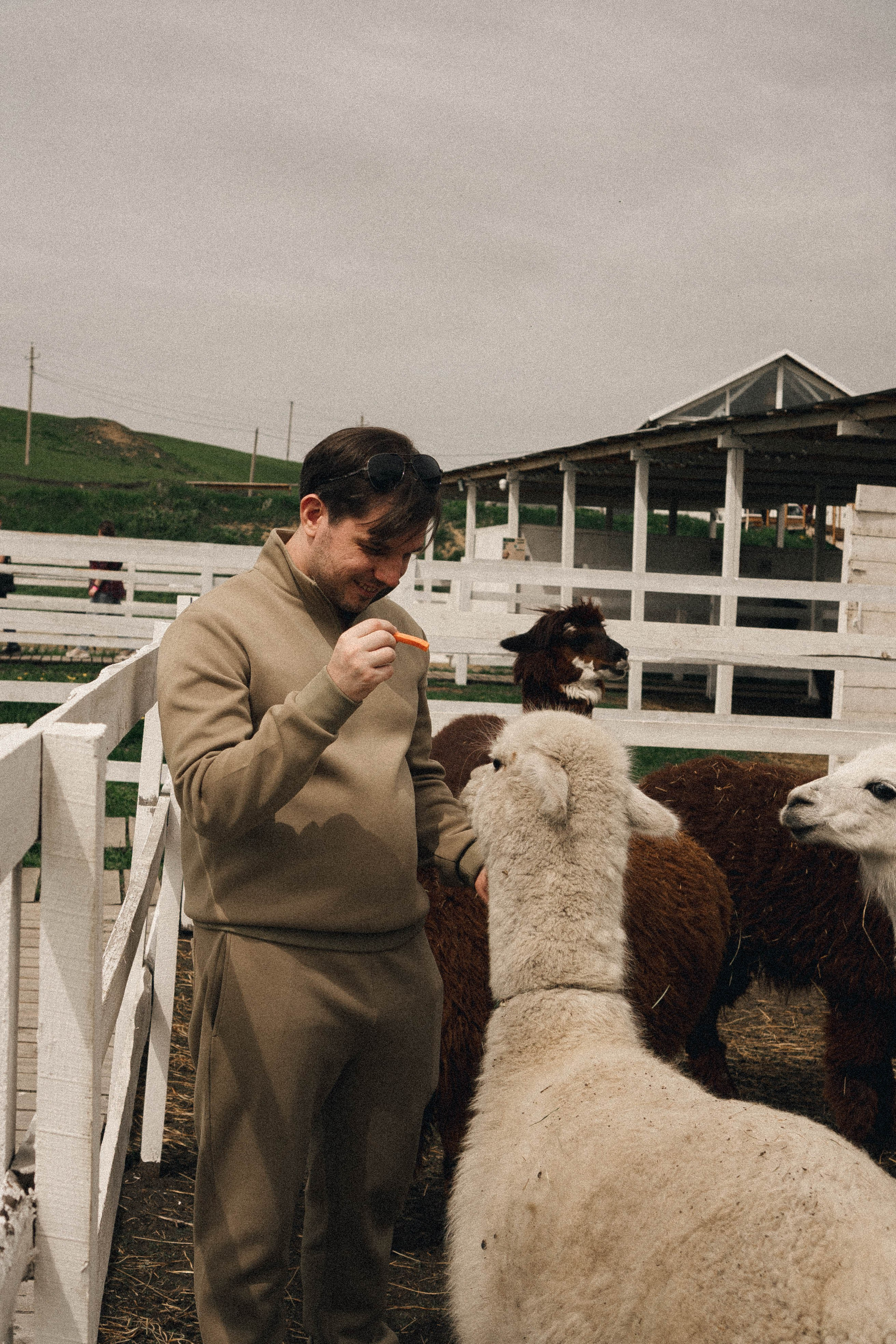 Ферма Альпак. Профессиональный фотограф, Санкт-Петербург — Виктория Богомолова