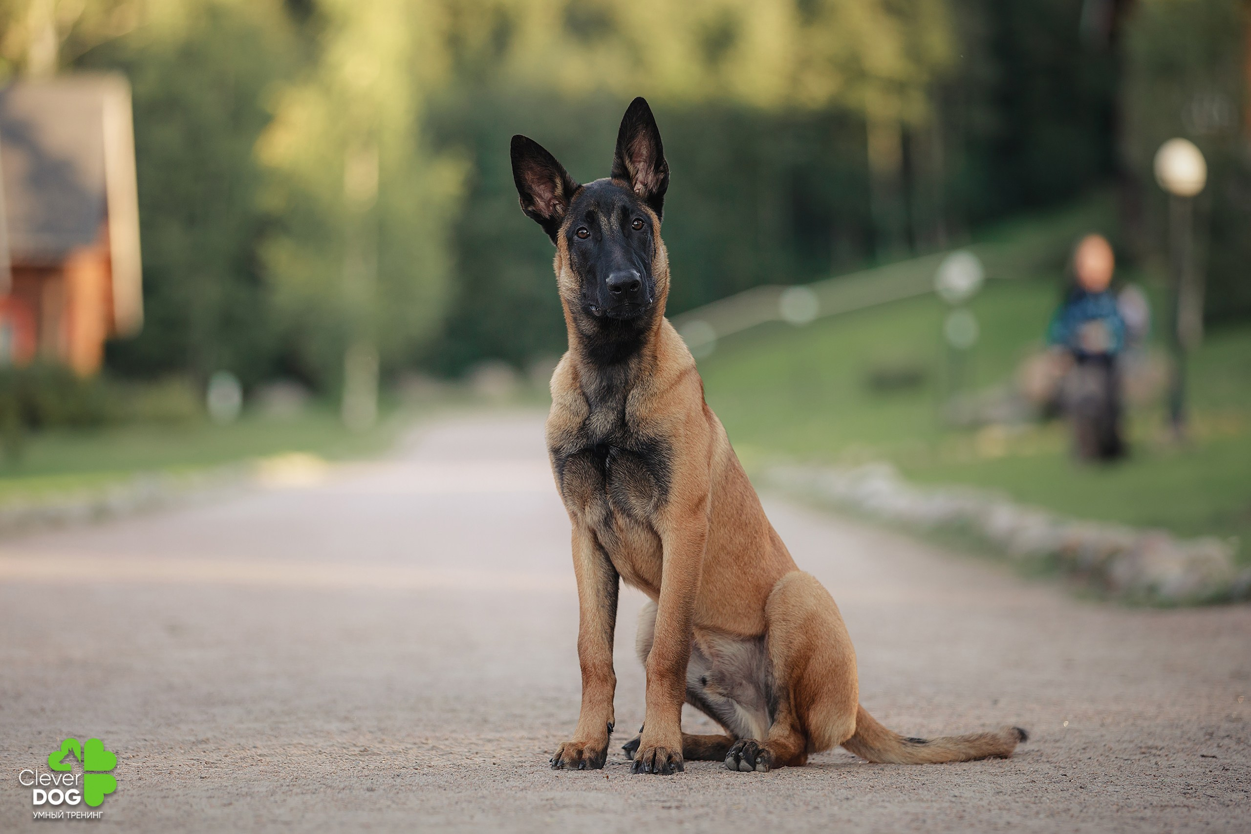 Кинологический лагерь CleverDog, 2024. Фотограф-анималист Mary Mart — Москва, Питер