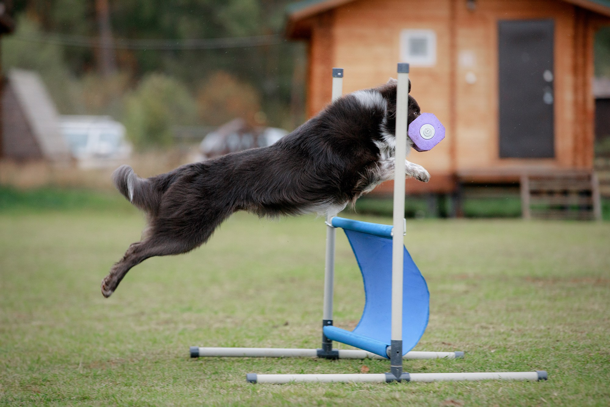 Лагерь по ОБД с Инной Баженовой. Фотограф-анималист Mary Mart — Москва, Питер