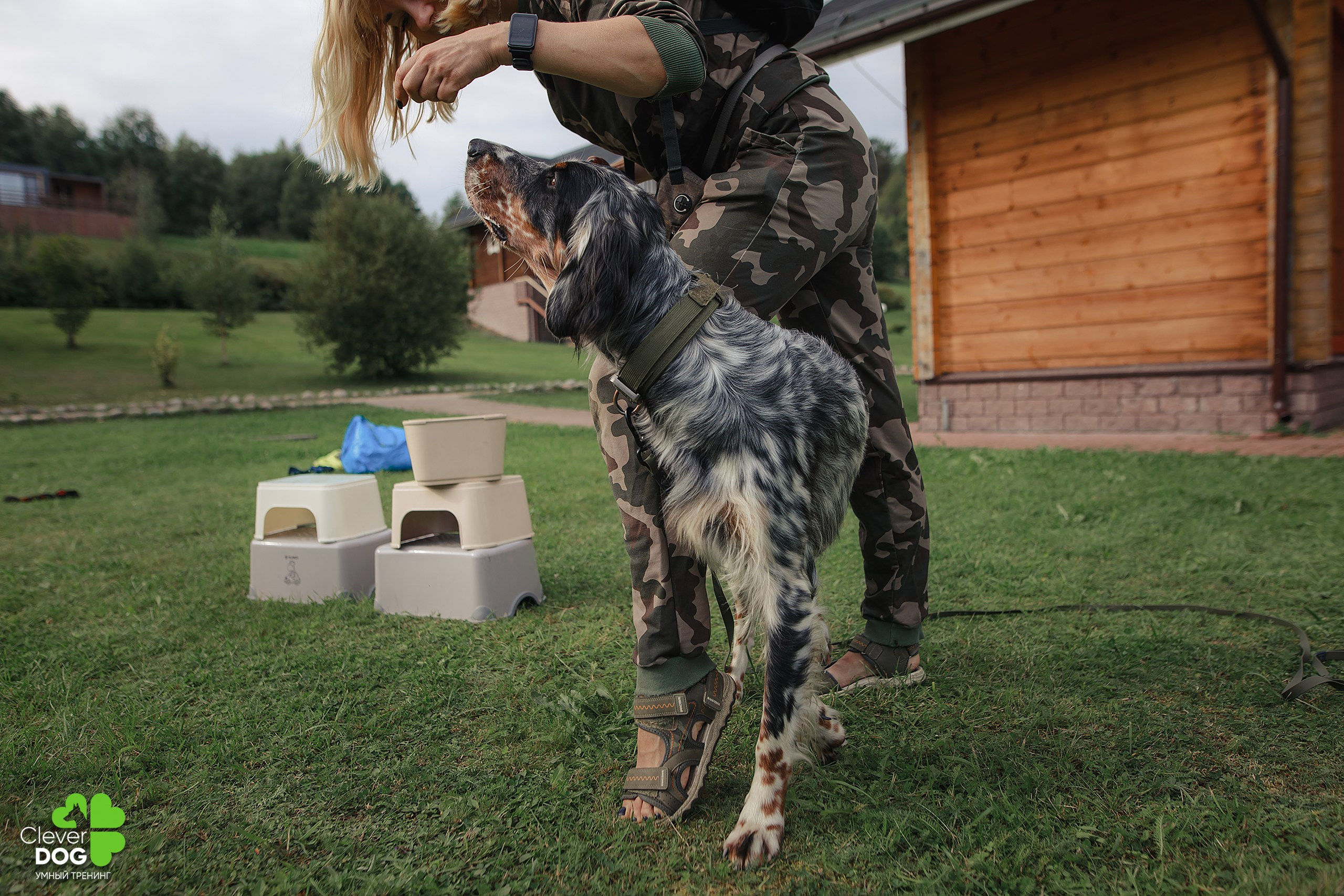 Кинологический лагерь CleverDog, 2024. Фотограф-анималист Mary Mart — Москва, Питер