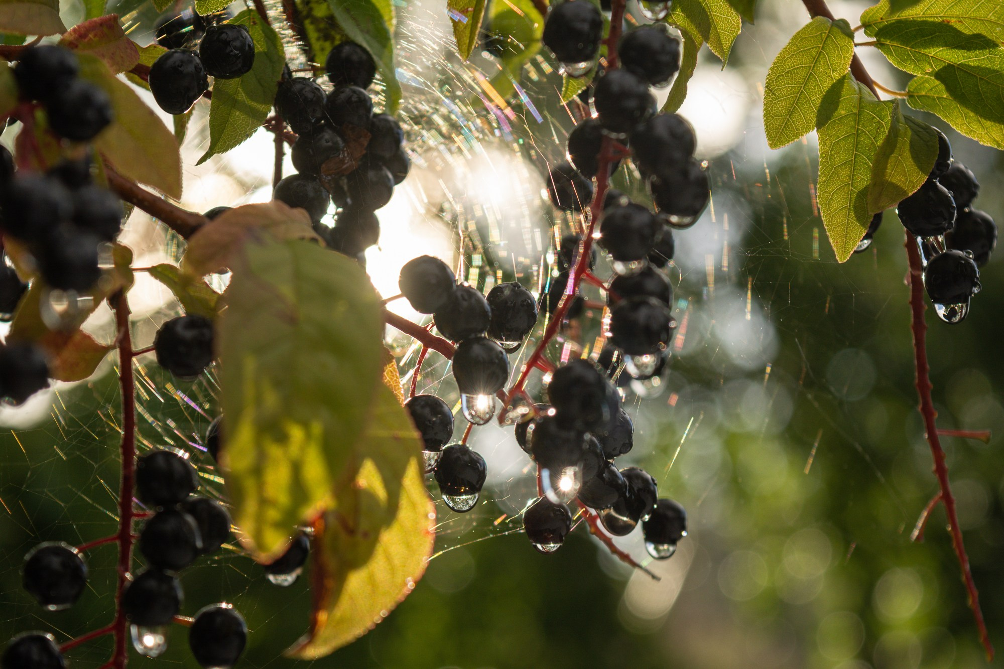 Разное. Репортажный фотограф г. Чита