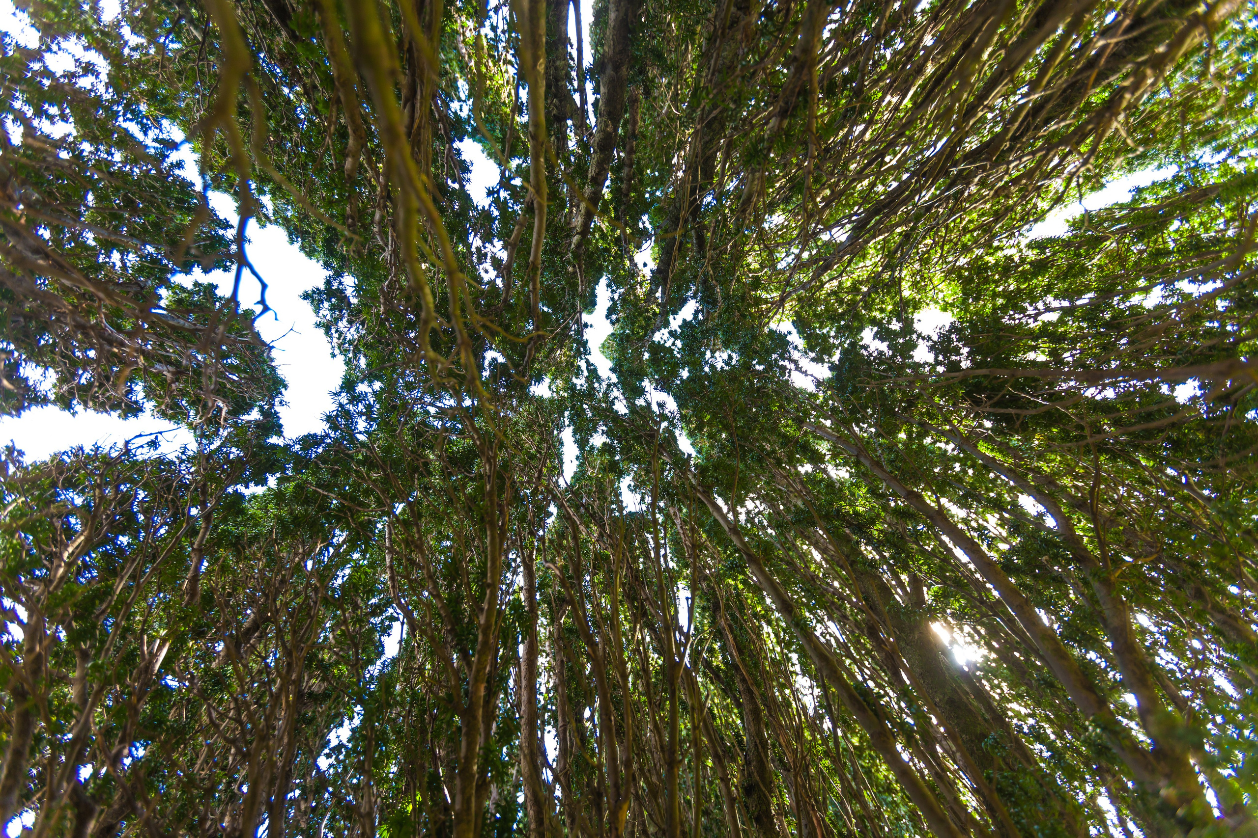 ШОНТЛАДНИЯ / SCOTLAND. Главная