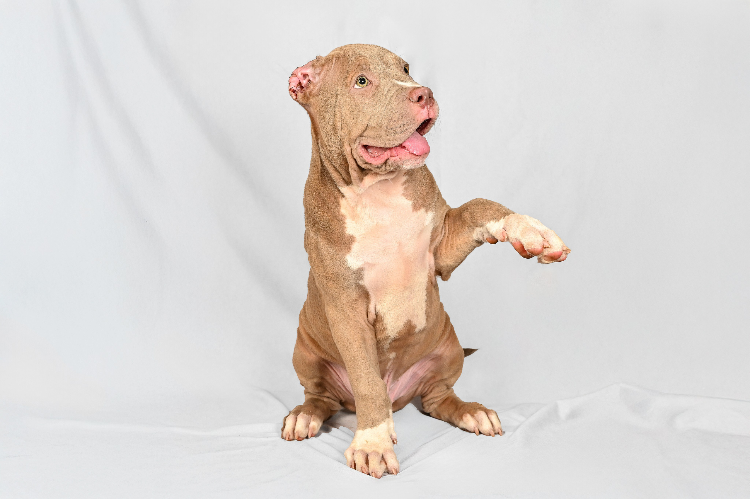 Питомцы. Экспресс-портрет, фото для сайтов и соцсетей