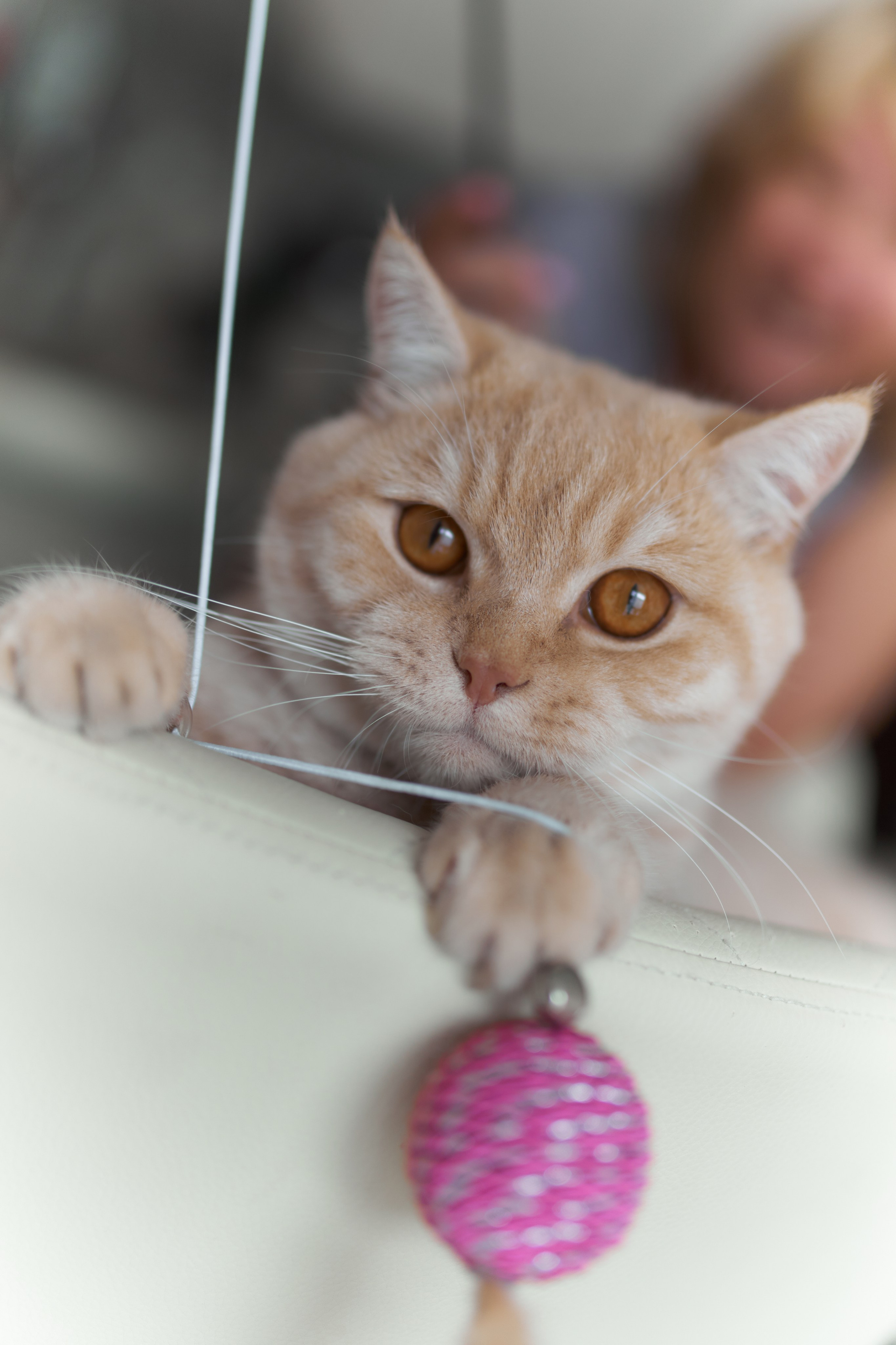 Фотосессия кота. Мужская фотосессия в СПб|Ирина Курманаева