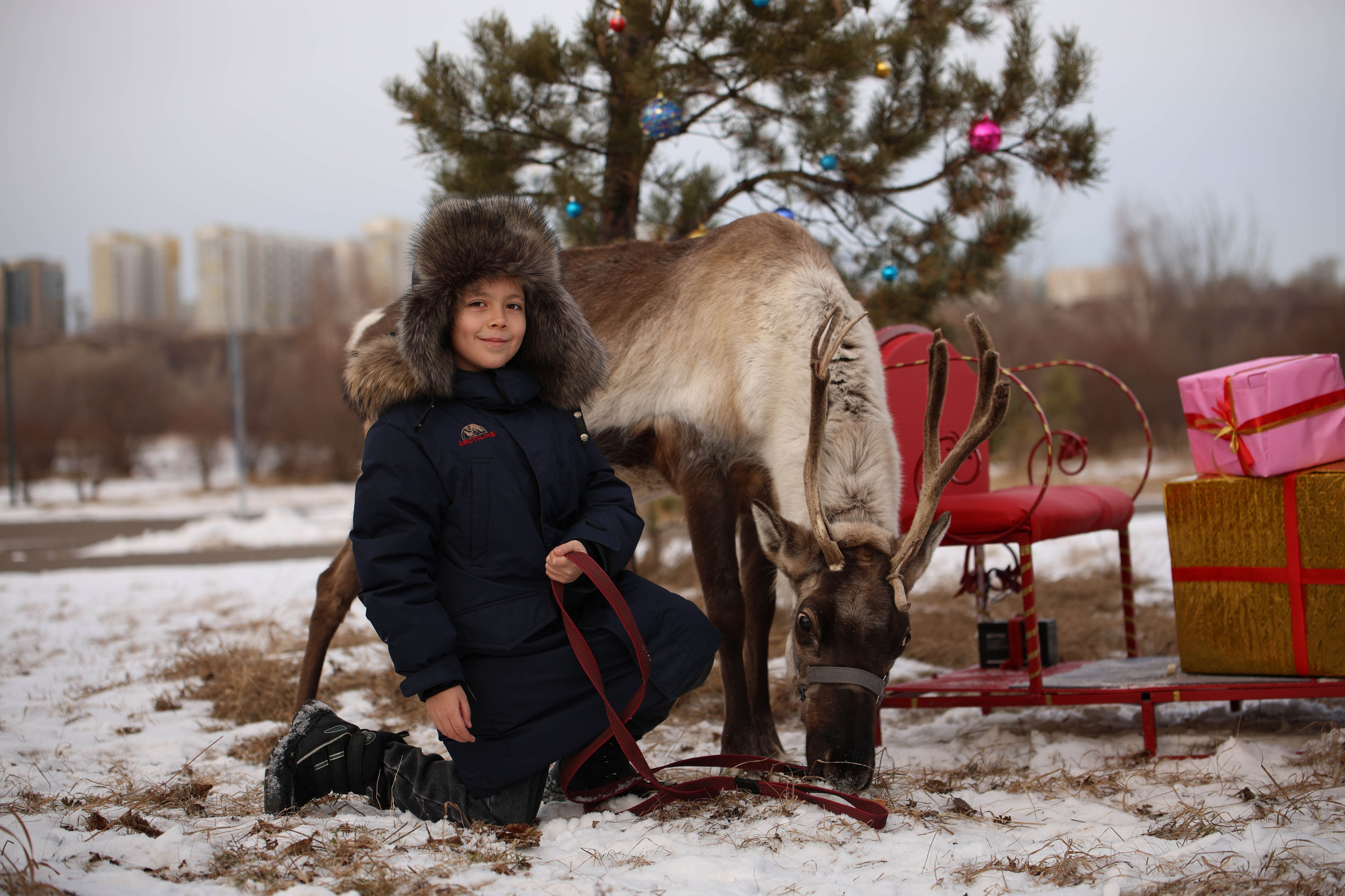 Олениха Нося 2024. Конный фотограф в Красноярске — Любовь Похабова