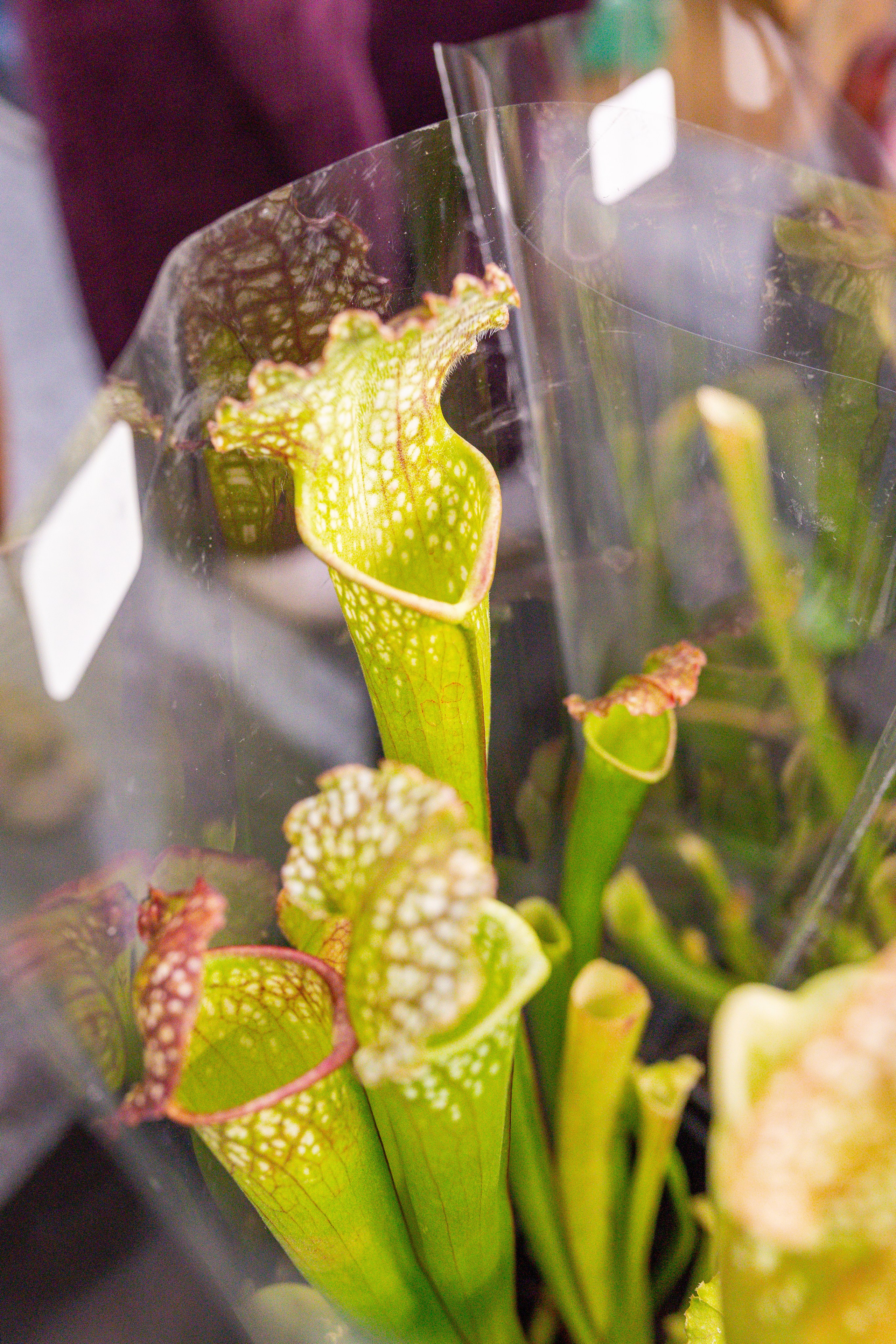 Монстериум 11–12 октября. Александра Куликова фотограф, Москва