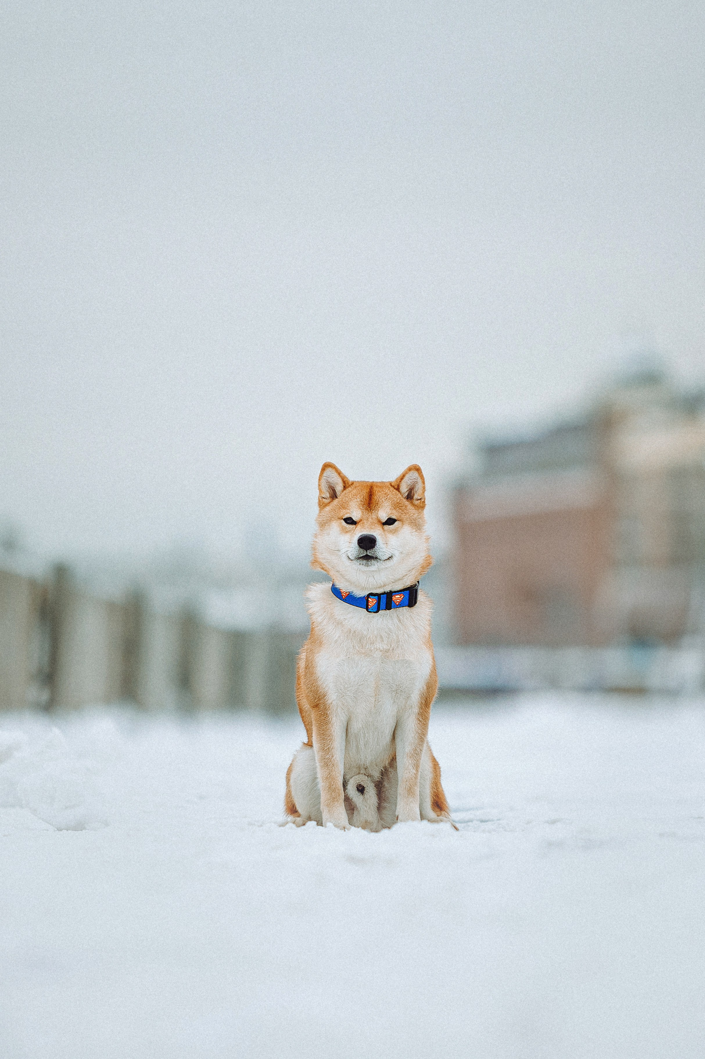 Настя и Ронин