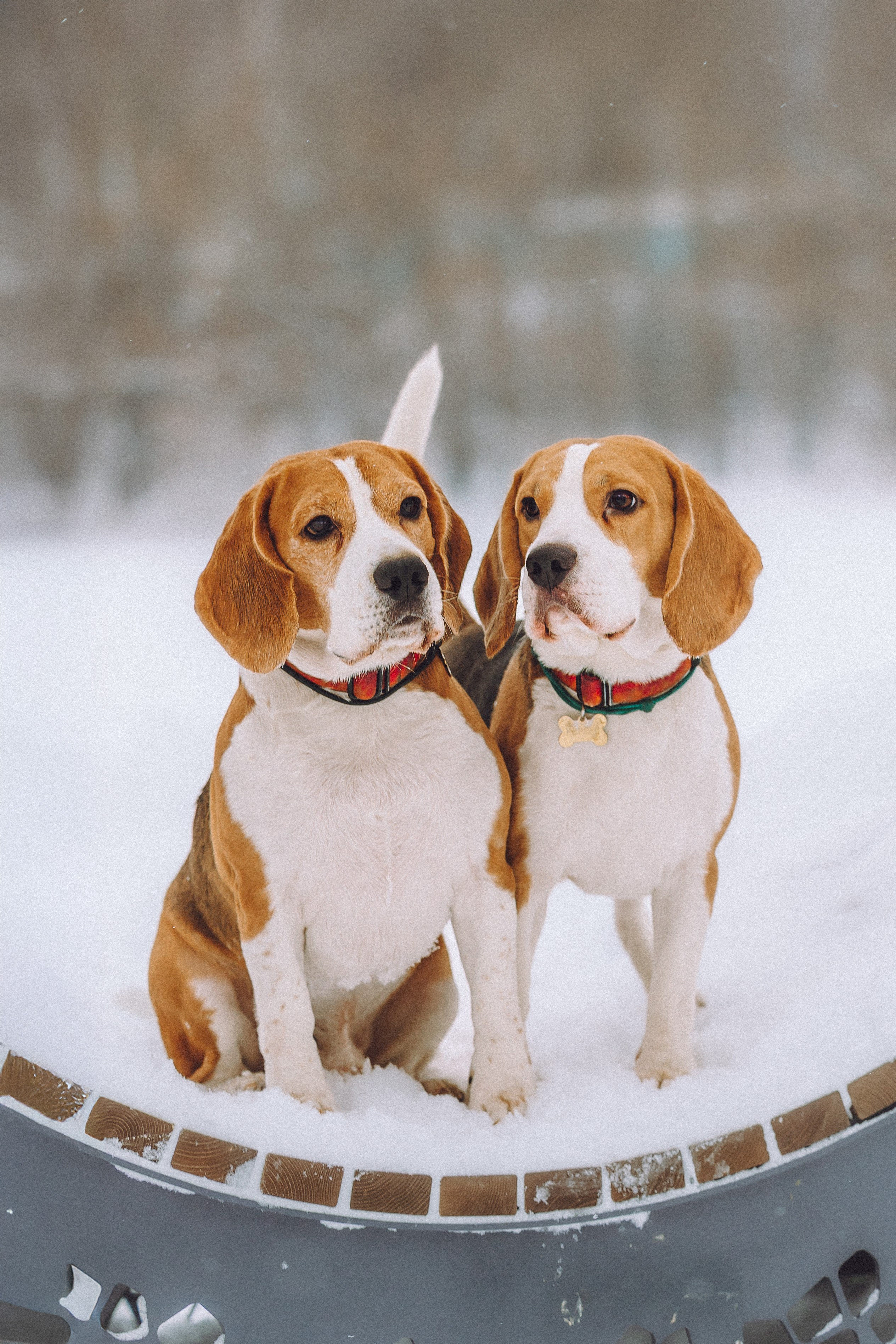 Роман, Портер и Коррес