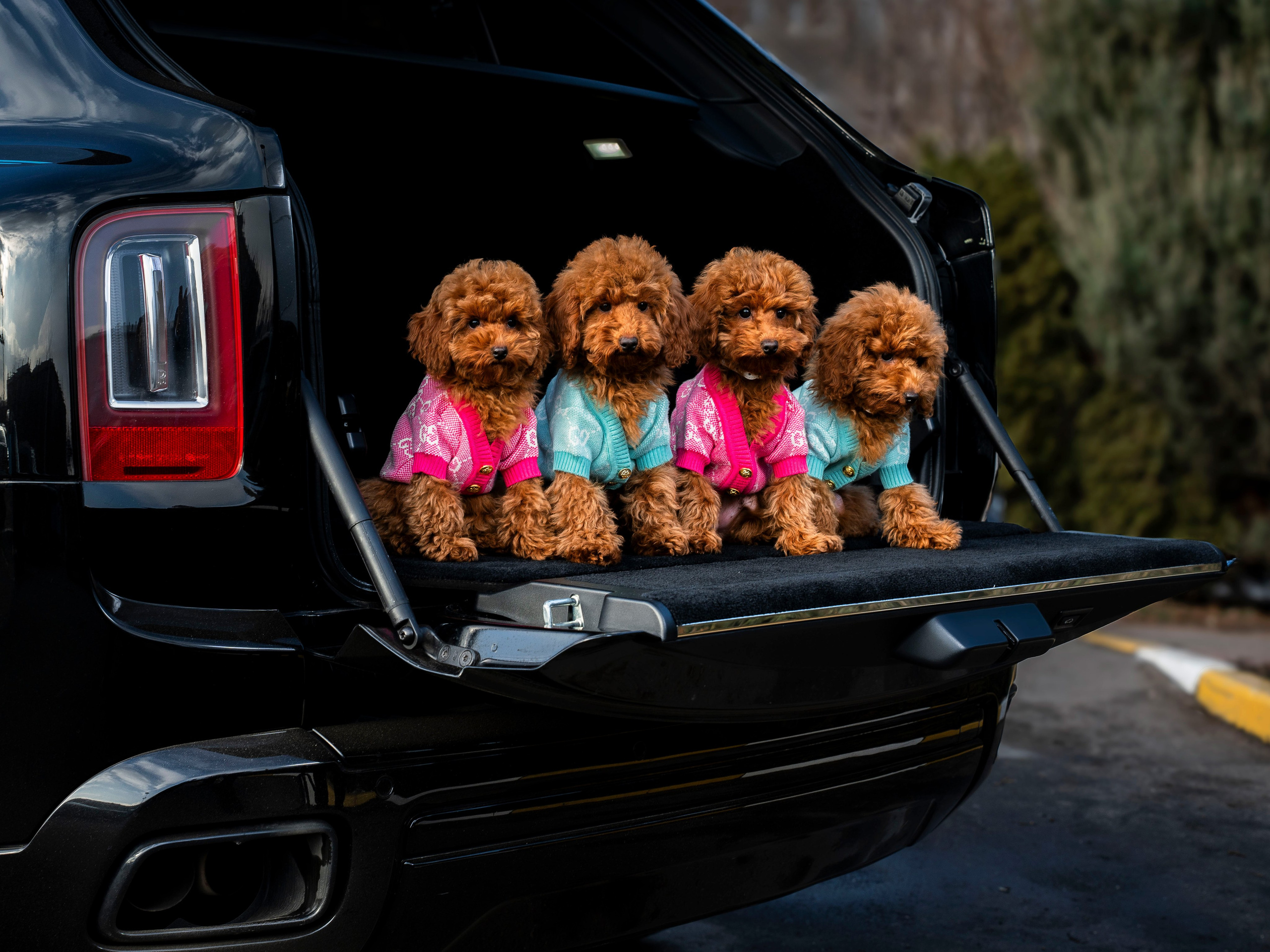 Rols Dogs. Портретный фотограф Москва Белогорцев Сергей