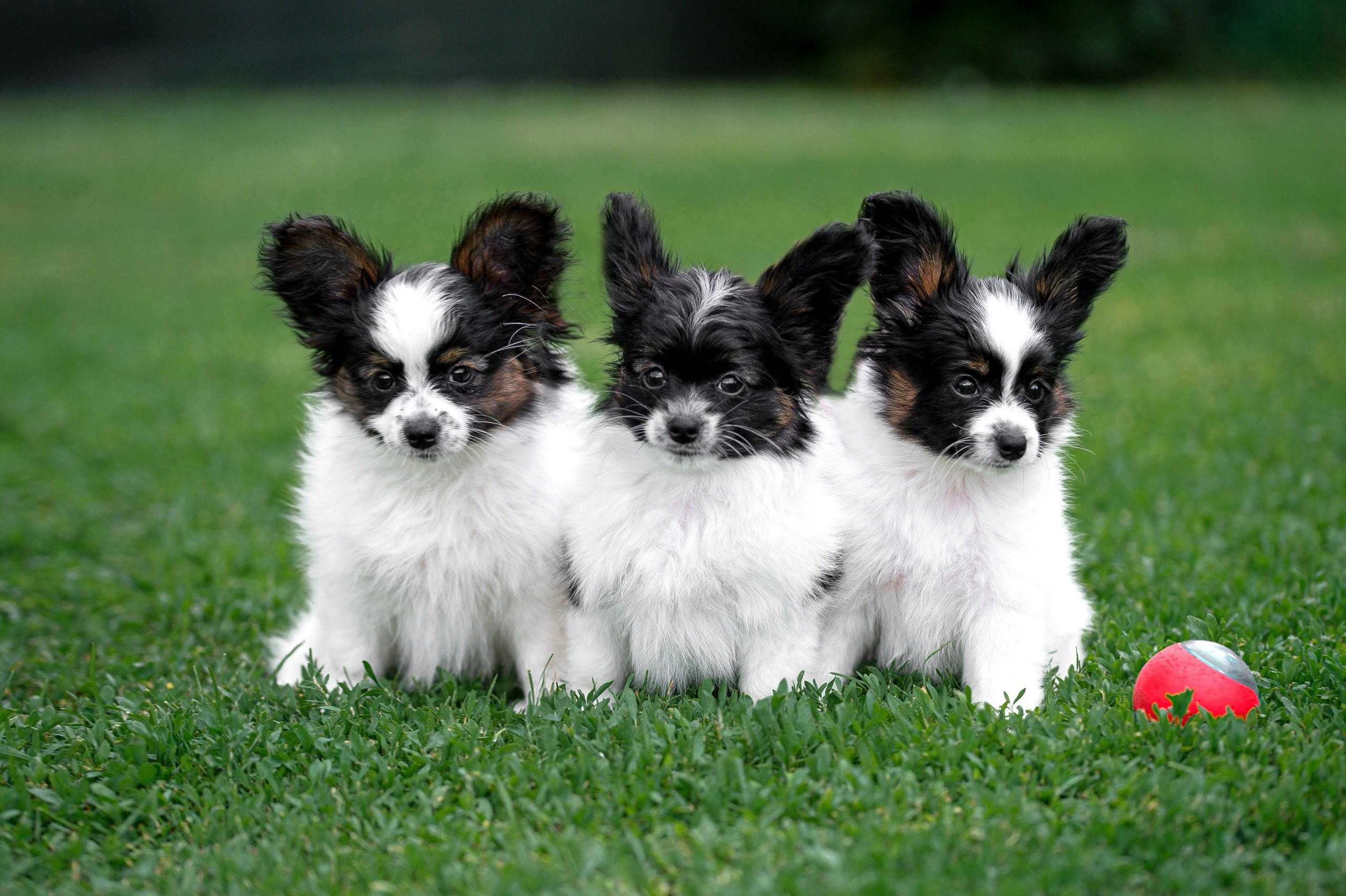 Собаки. FASHION ФОТОГРАФ КАЗАНЬ