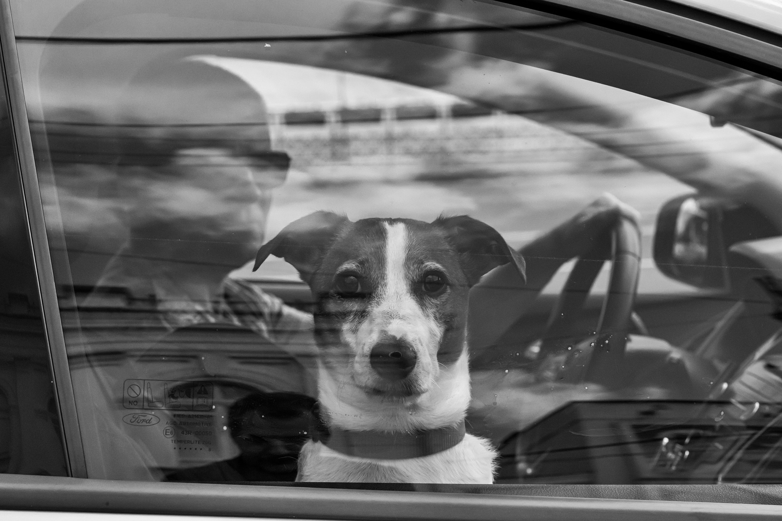 Dimitri Bakhtadze, dogs photos. Dimitri Bakhtadze photographer