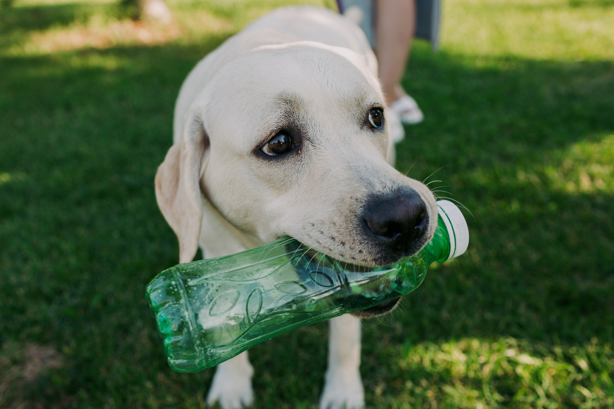 Dog Fest 2024. Главная