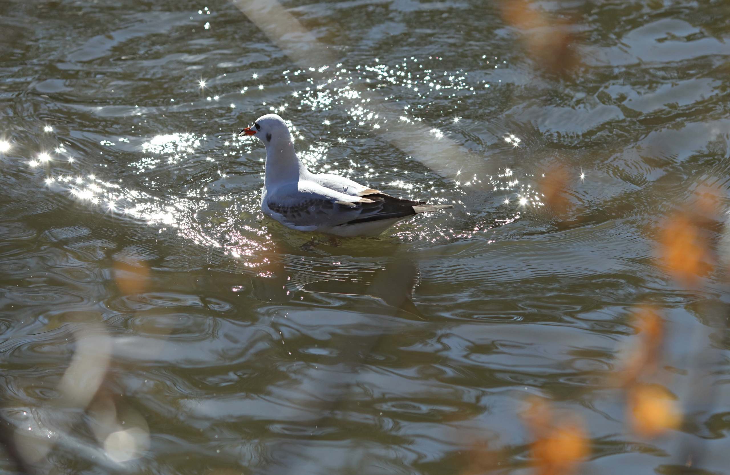 Птицы и животные южного региона. Фото-художник и Репортажный фотограф Николаев Александр Алексеевич