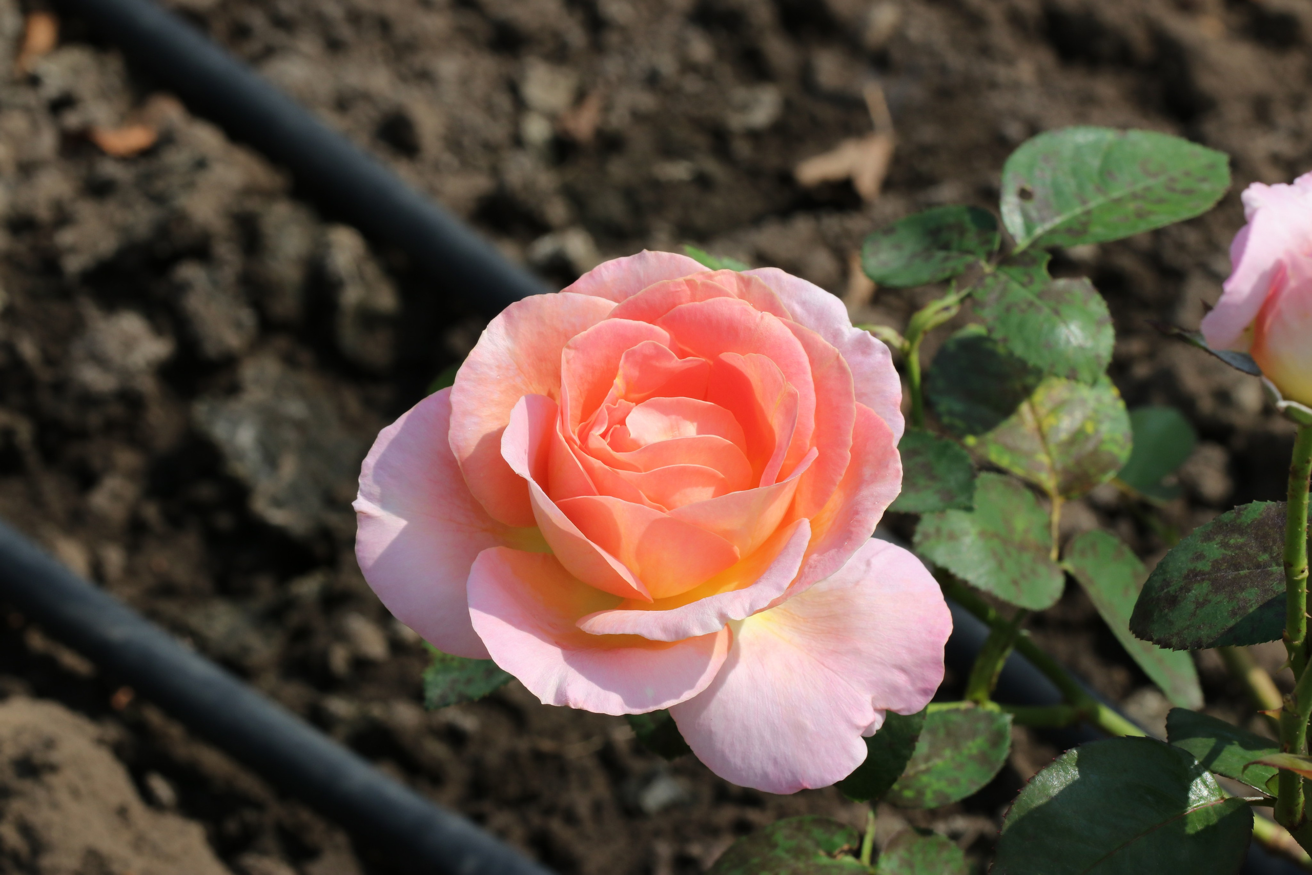 Долина роз в Кисловодске. Фото-художник и Репортажный фотограф Николаев Александр Алексеевич
