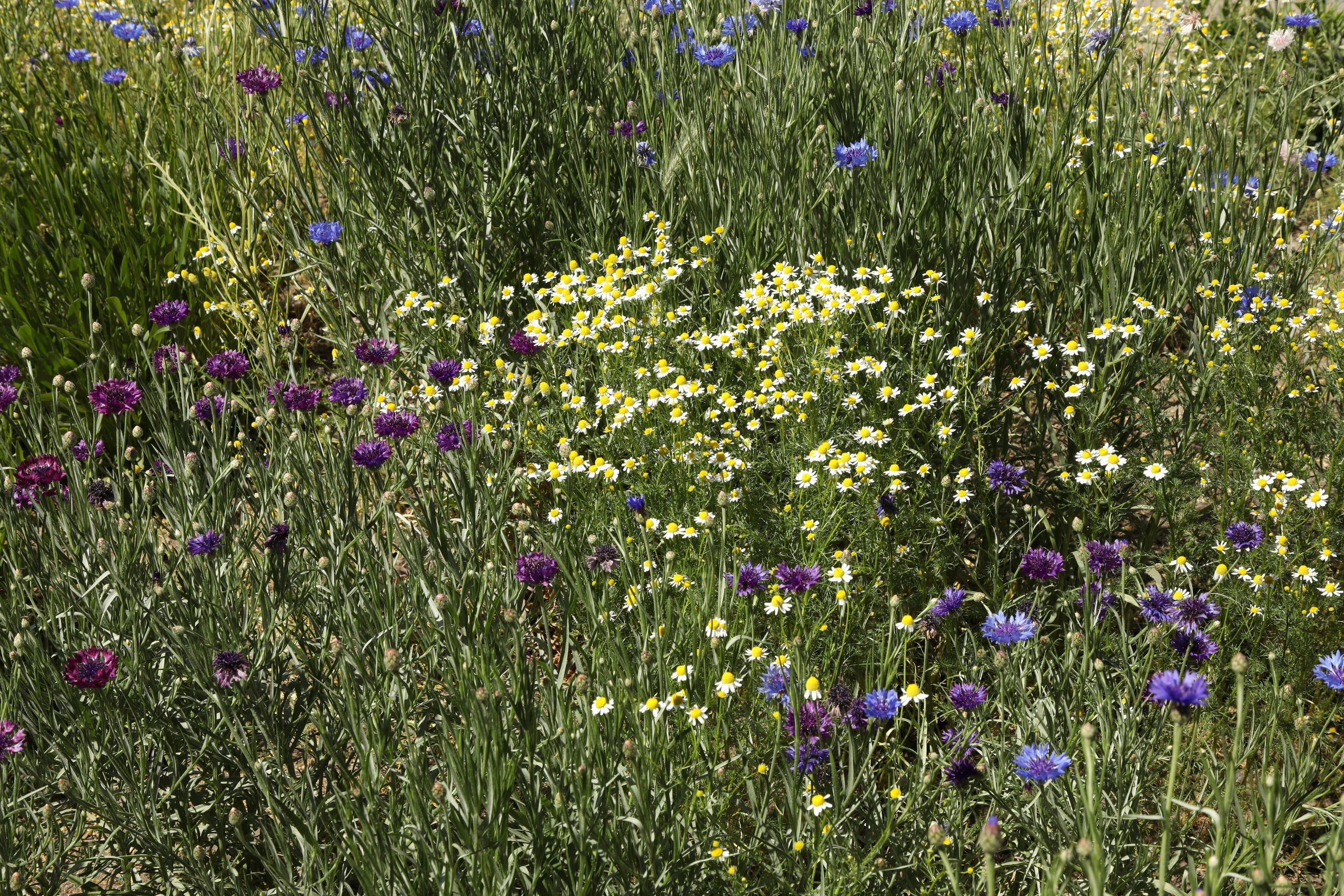 Цветы моего города. Фото-художник и Репортажный фотограф Николаев Александр Алексеевич