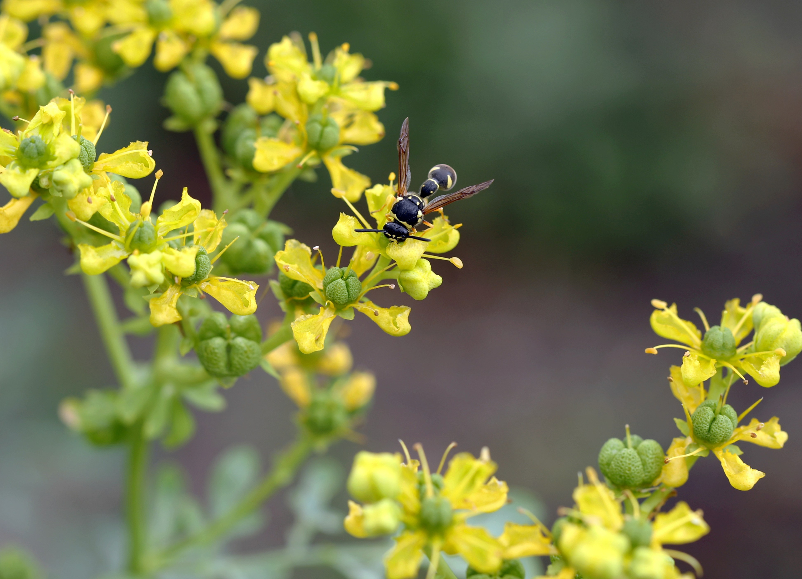 Насекомые юга России. Фото-художник и Репортажный фотограф Николаев Александр Алексеевич