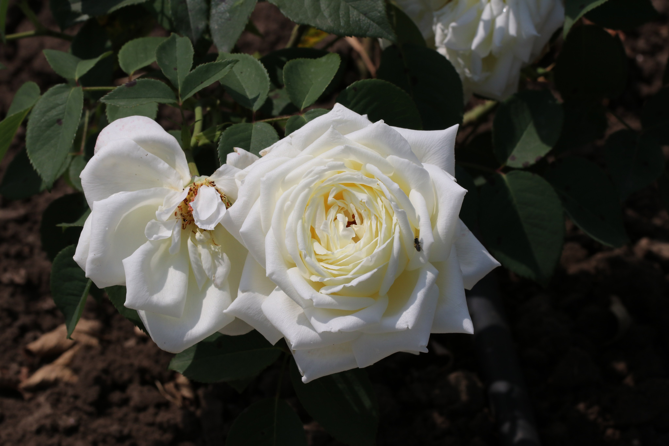 Долина роз в Кисловодске. Фото-художник и Репортажный фотограф Николаев Александр Алексеевич