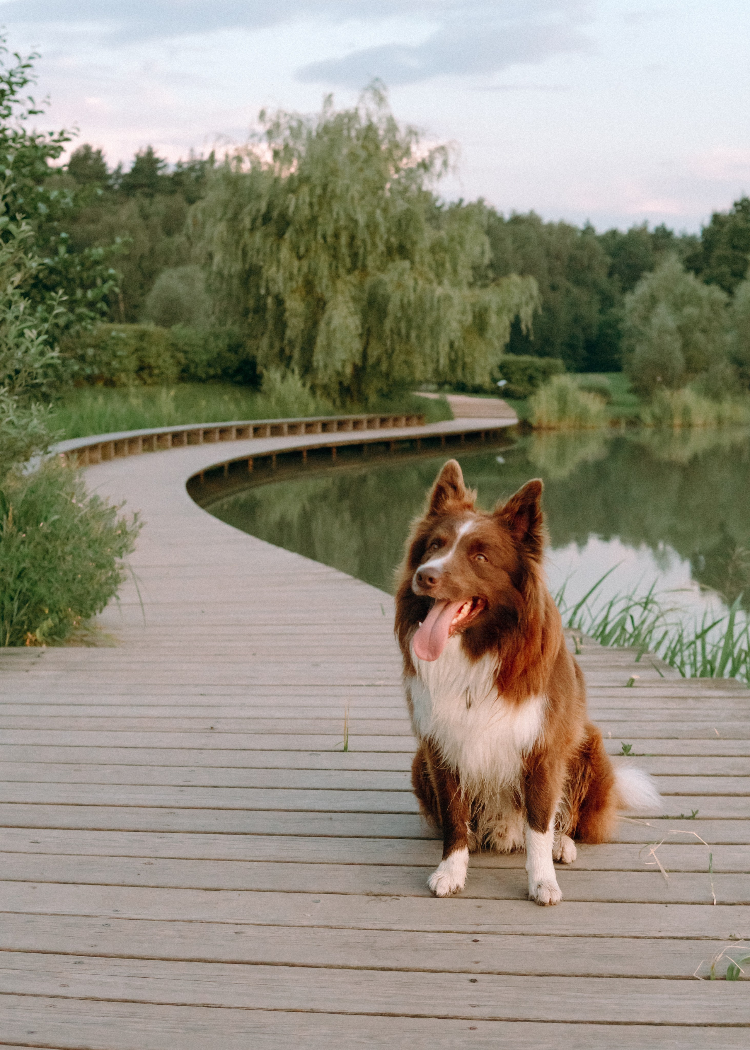 Виолетта, Лила и Питер. Фотограф-анималист Ксения Воробьева, Москва