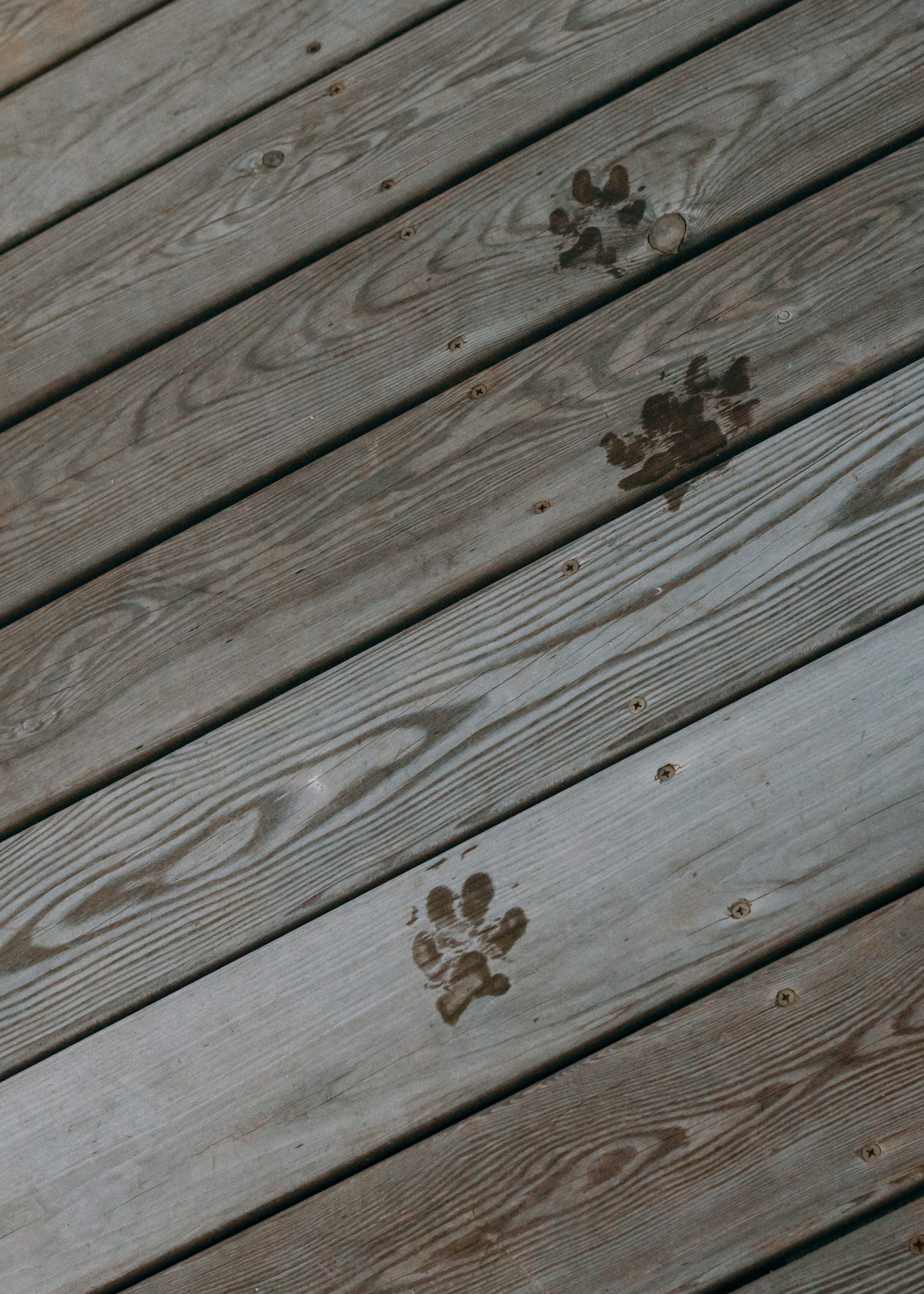 Виолетта, Лила и Питер. Фотограф-анималист Ксения Воробьева, Москва