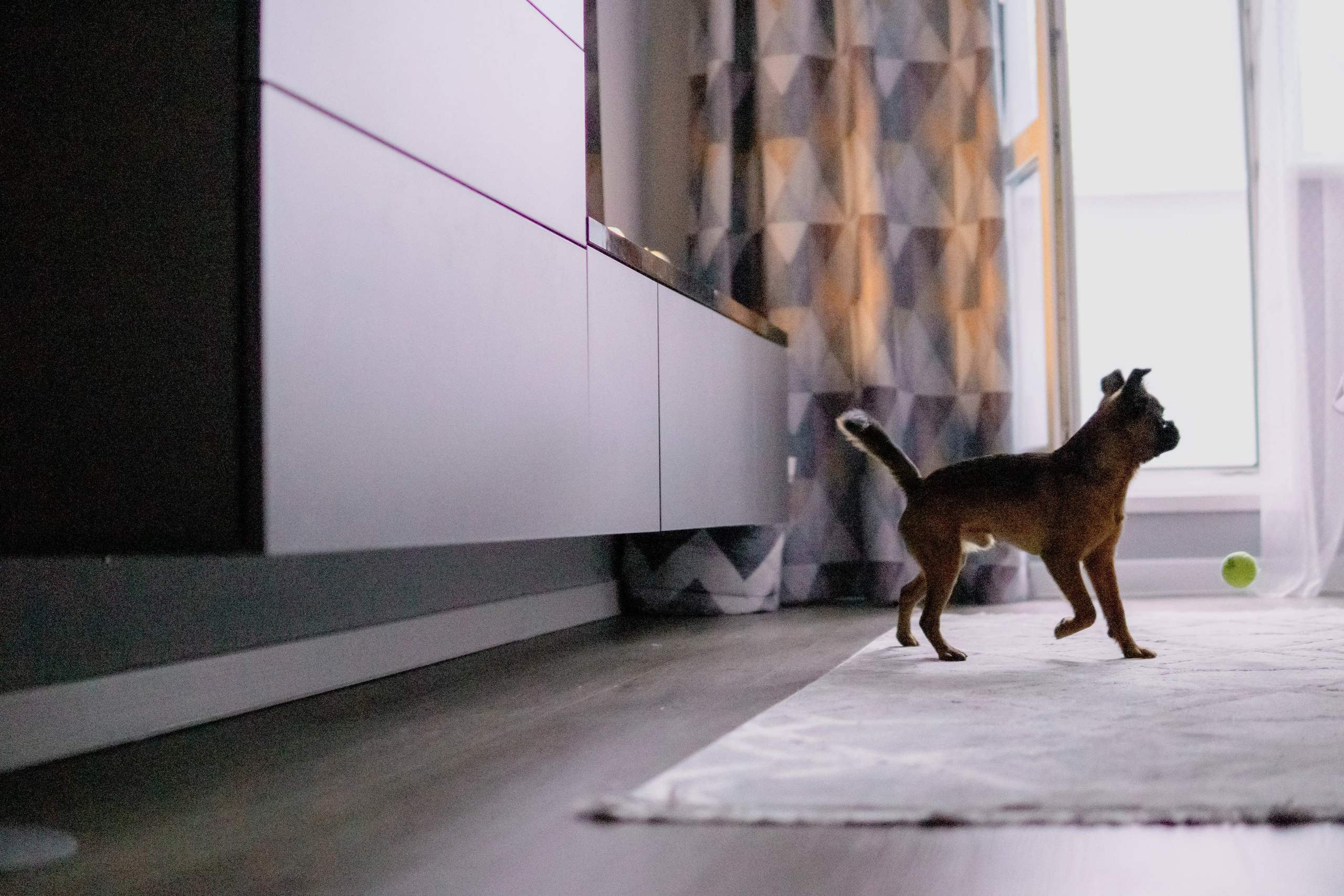 Надя и Ефим. Фотограф-анималист Ксения Воробьева, Москва