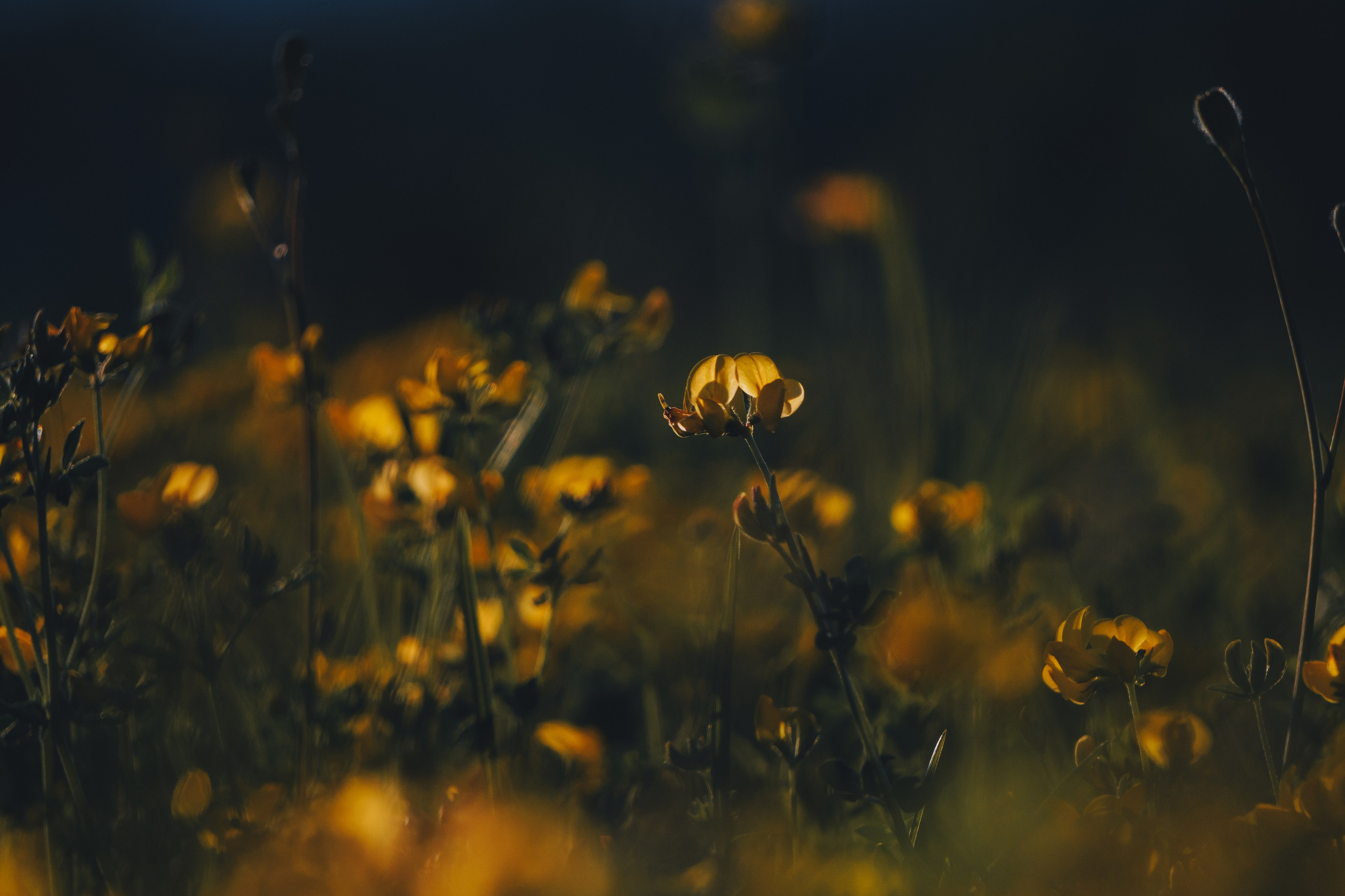 Катя и Яшма. Фотограф-анималист Ксения Воробьева, Москва