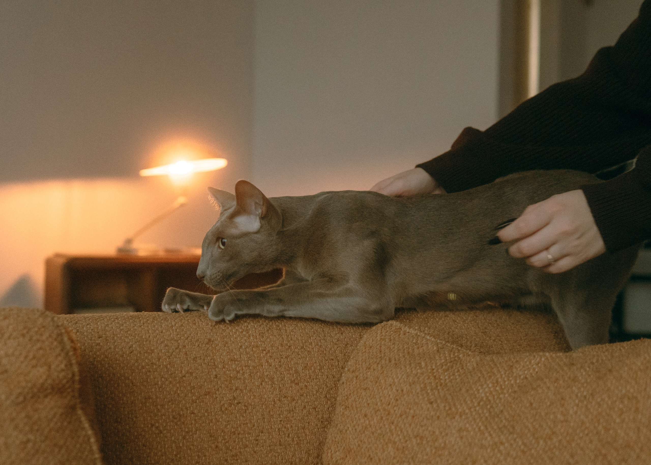 Амина, Булат и Орион. Фотограф-анималист Ксения Воробьева, Москва