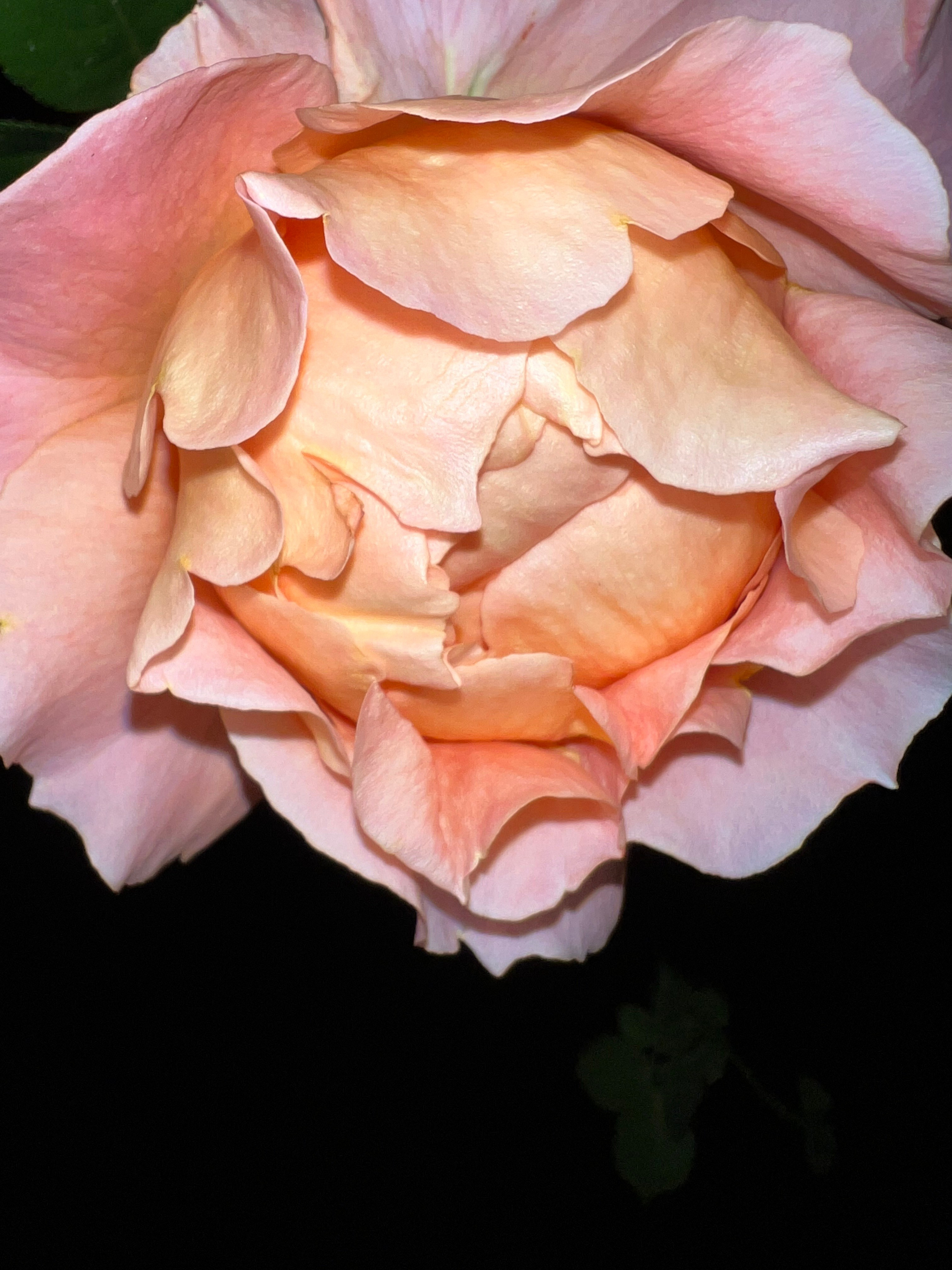 Цветы ночи. Анна Хвалина