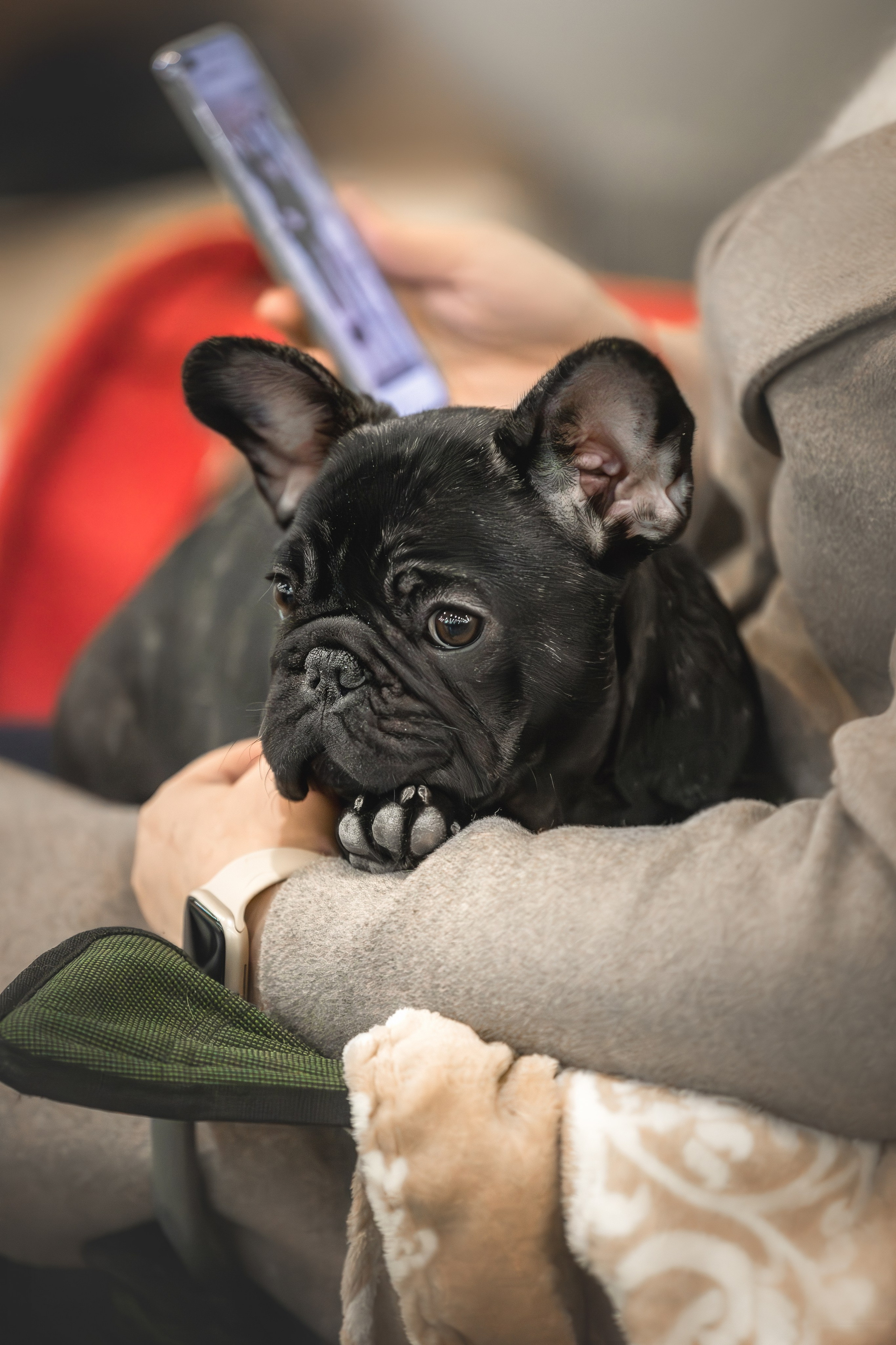 Выставки. Фотограф анималист в Москве Майорова Евгения