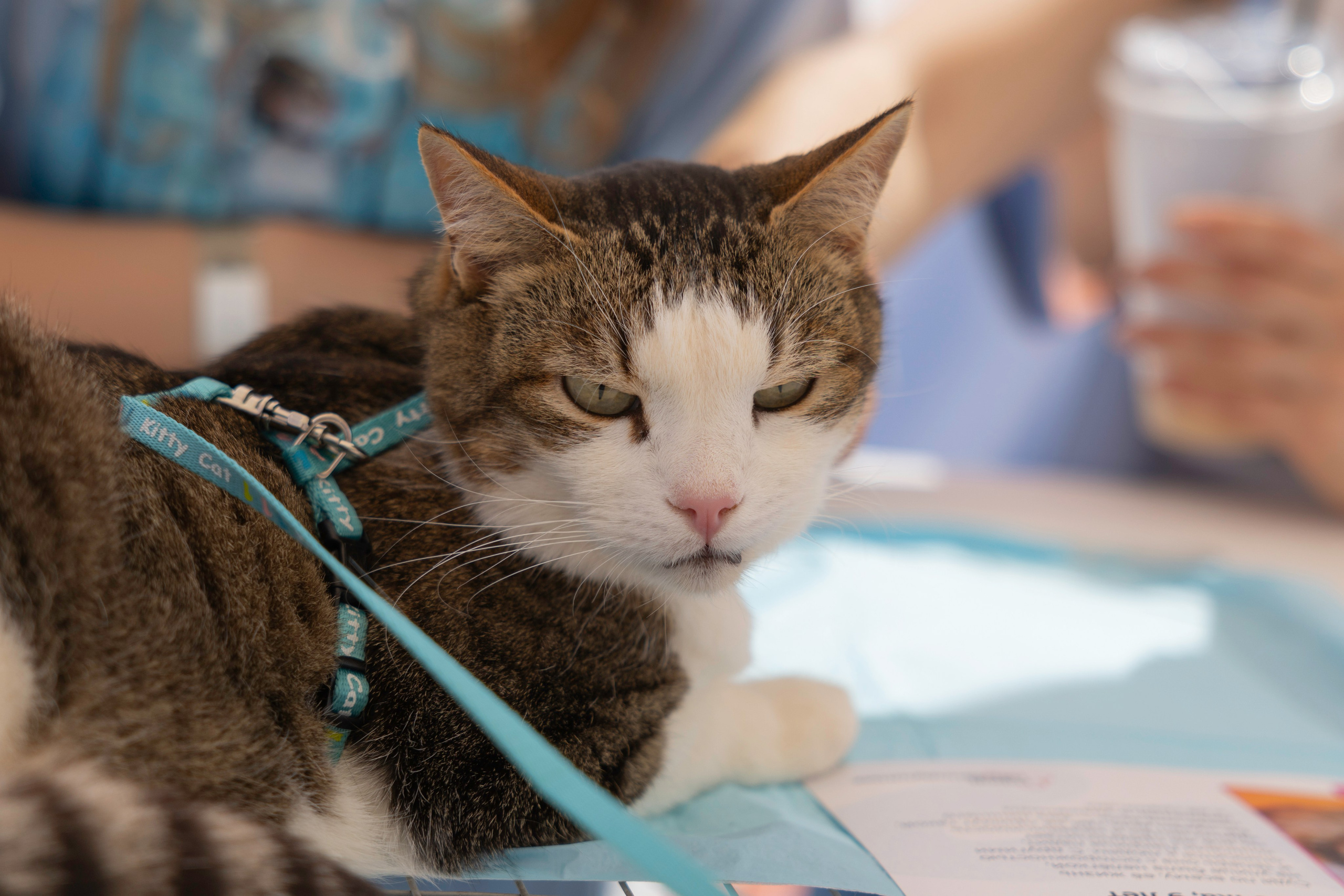 «ЛапкиФест». Фотограф, получающий удовольствие от своей работы