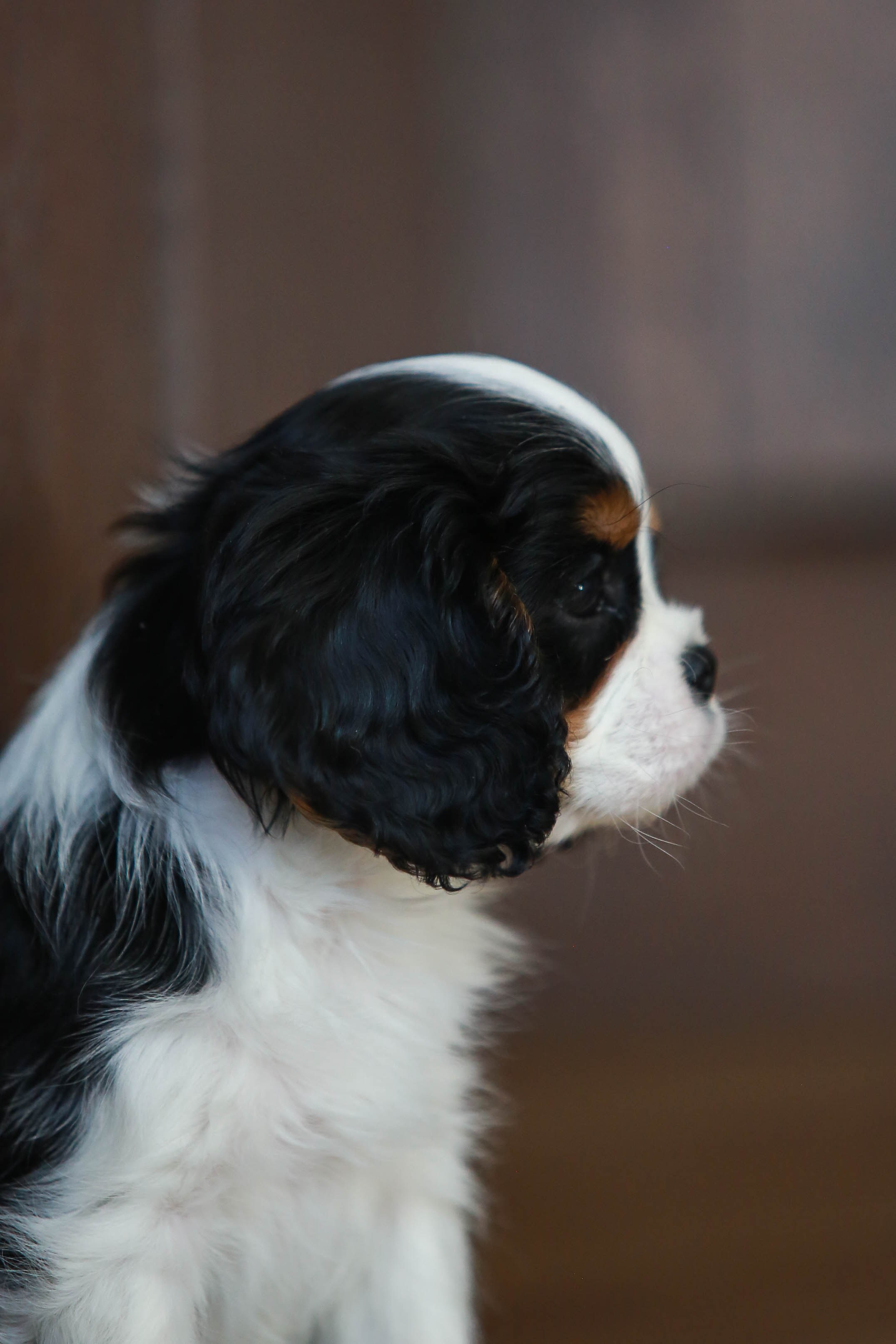 Щенки. Семейный и детский фотограф в Москве Мария Быкова