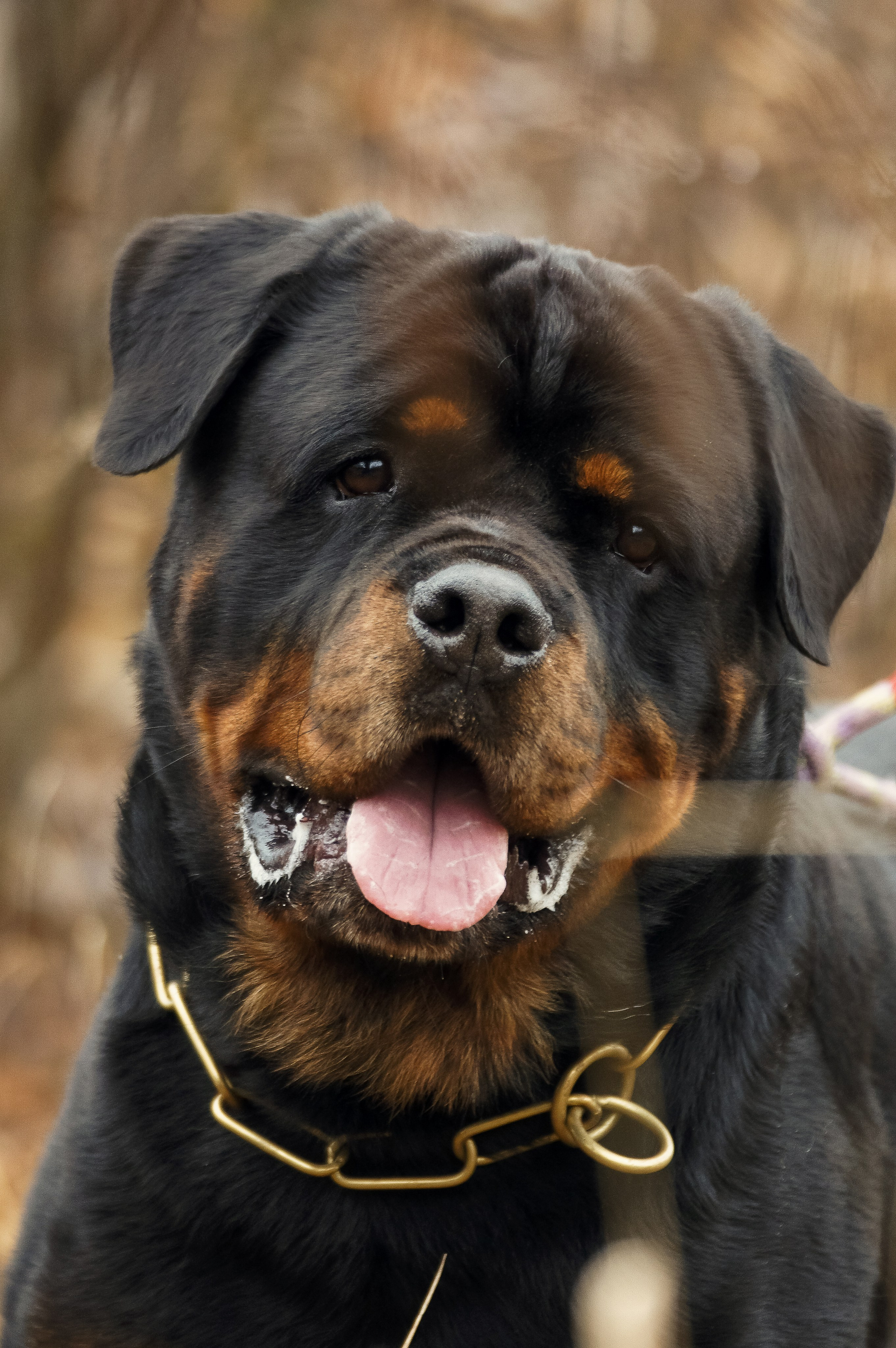 Собаки. Фотограф-анималист Нижний Новгород