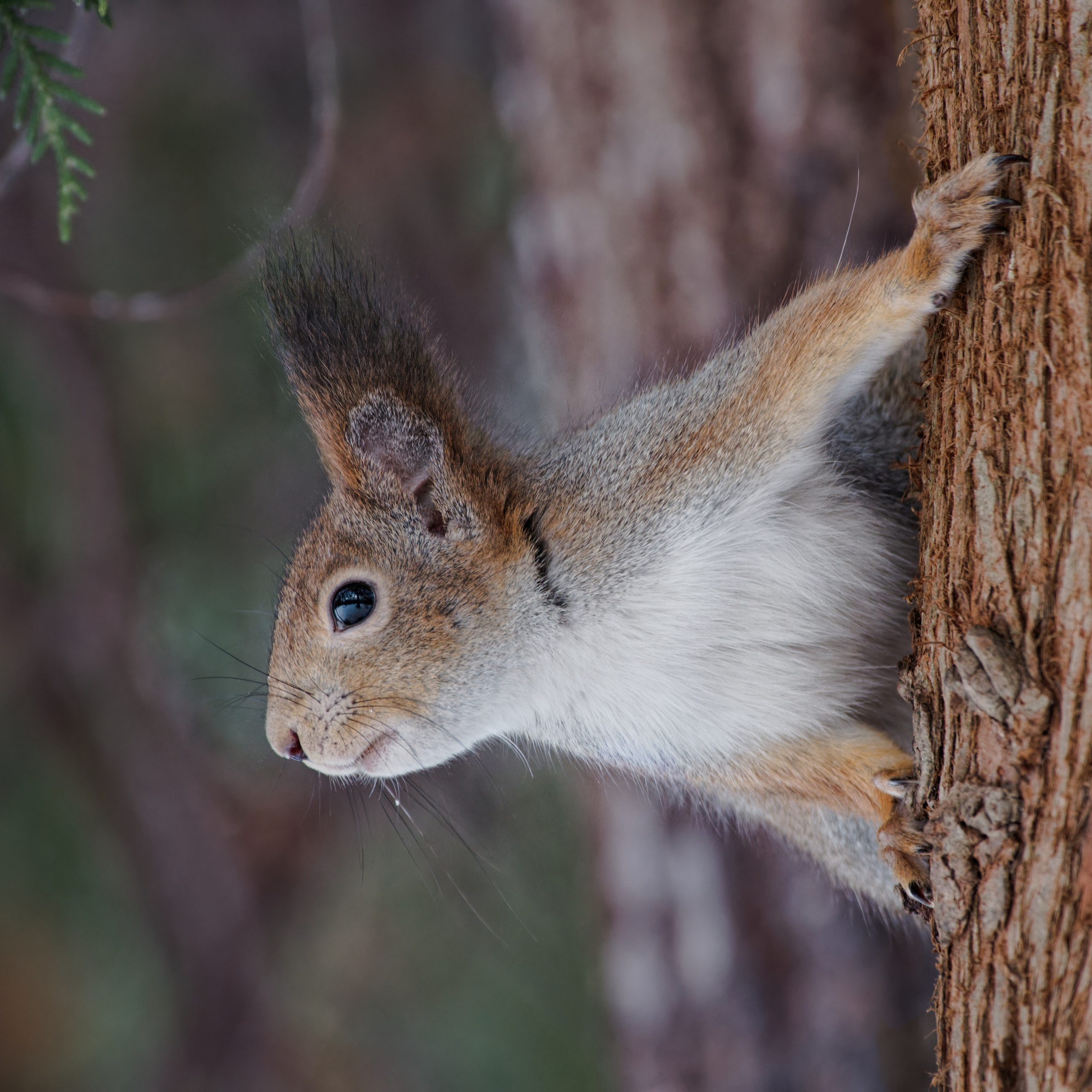 Белка на дереве крупным планом