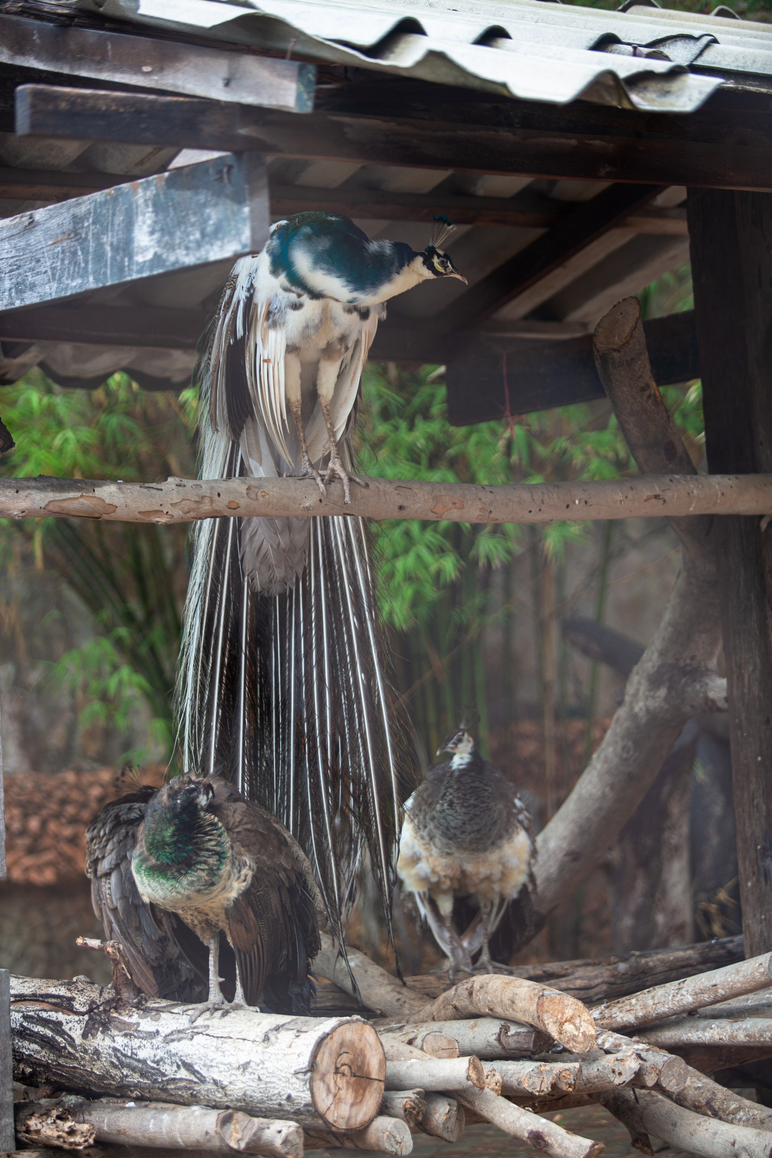 Samut Prakan Crocodile Farm & Zoo. Photographer Sonkina Tatiana (Tanya Ash)