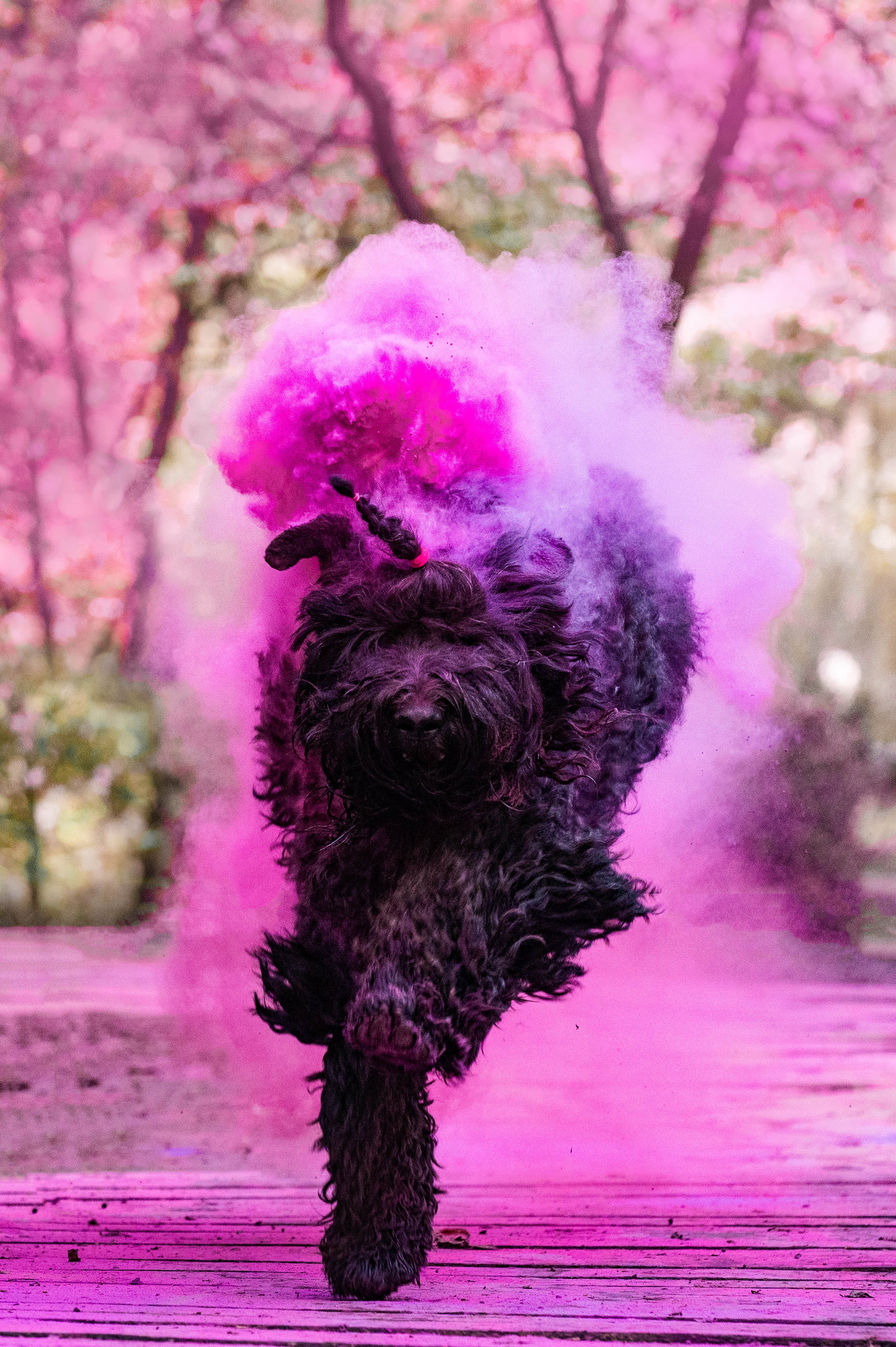 Черныши, сакура и краски холи. Фотограф-анималист