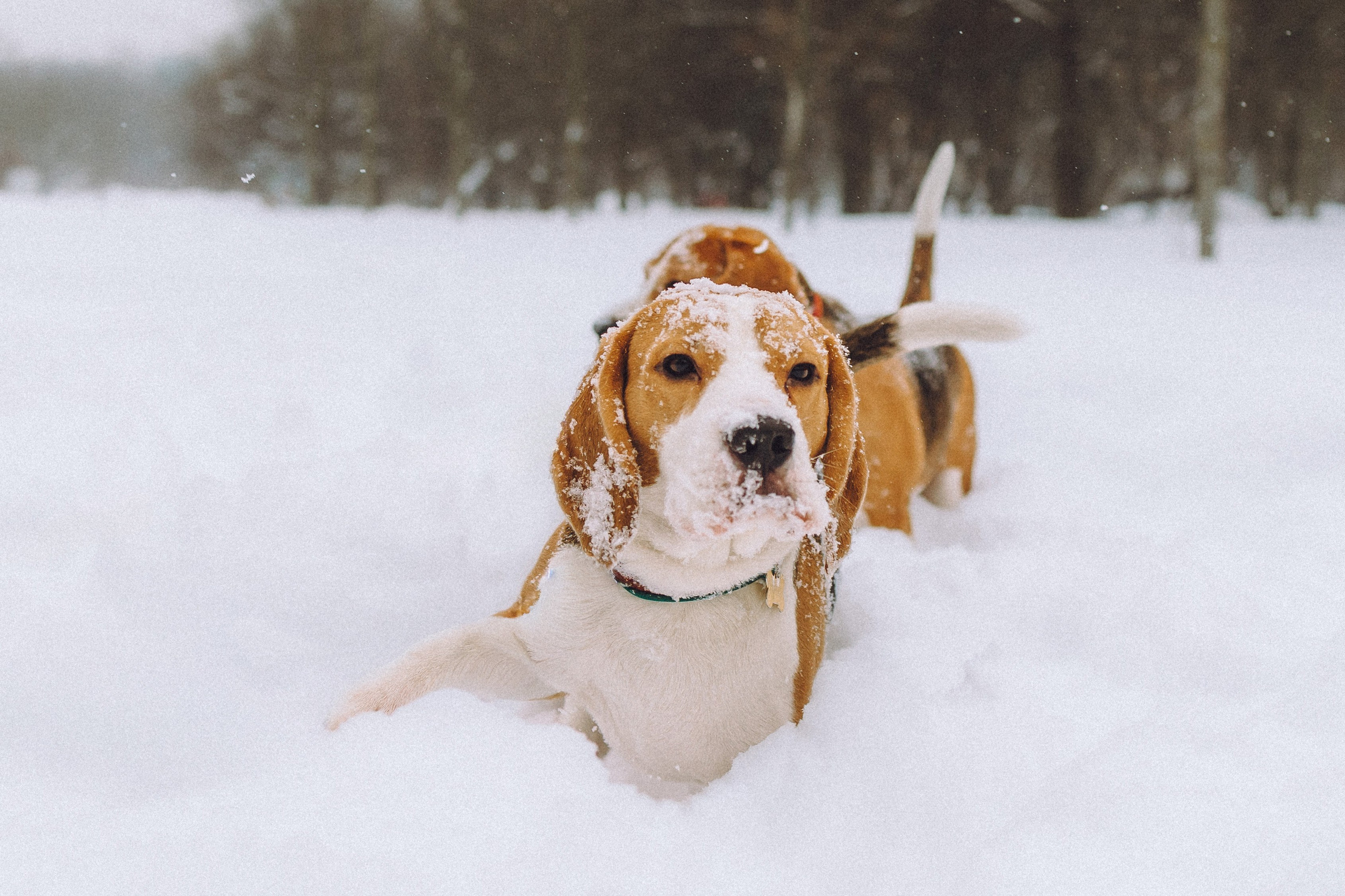 Роман, Портер и Коррес
