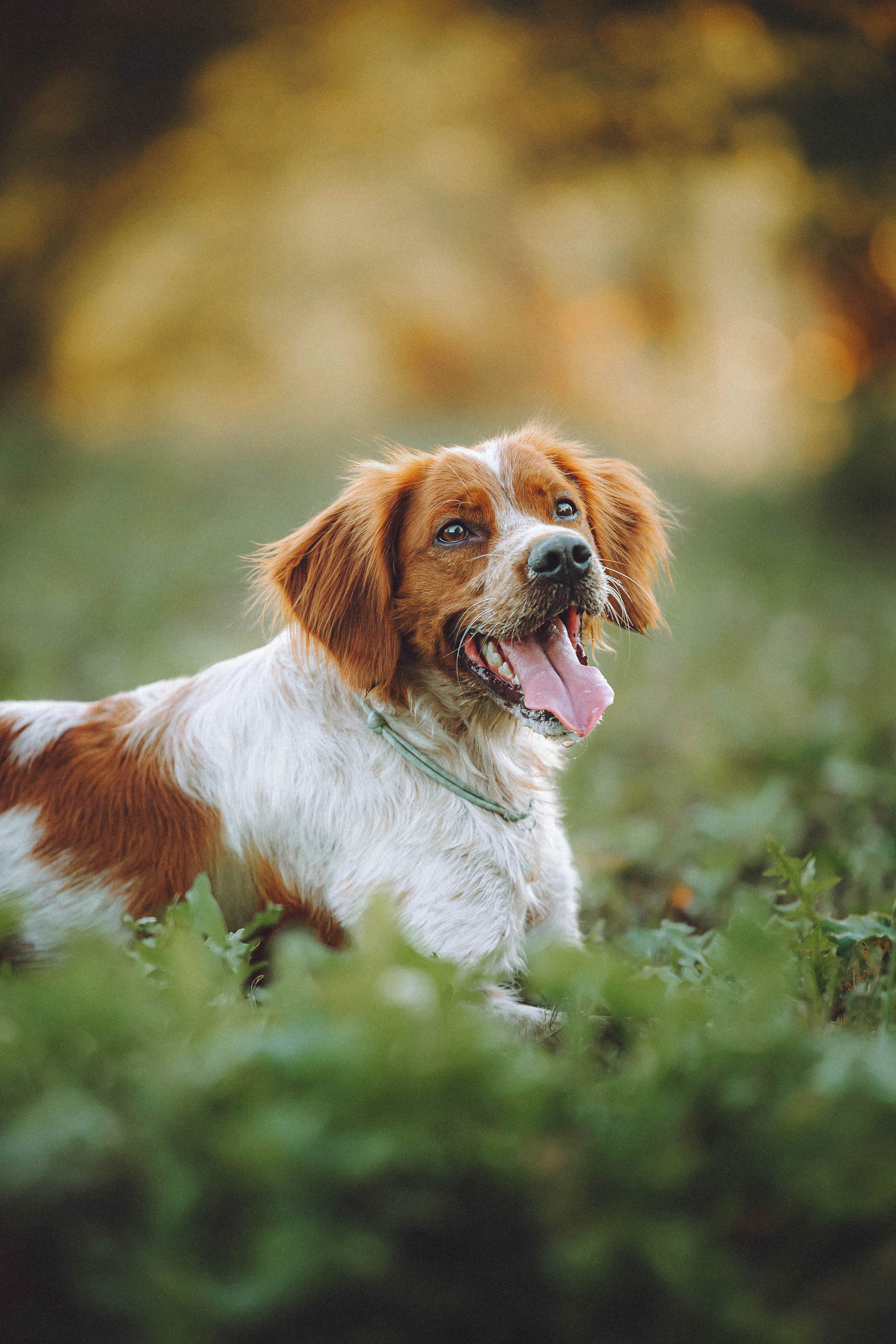 Камри и Пафи