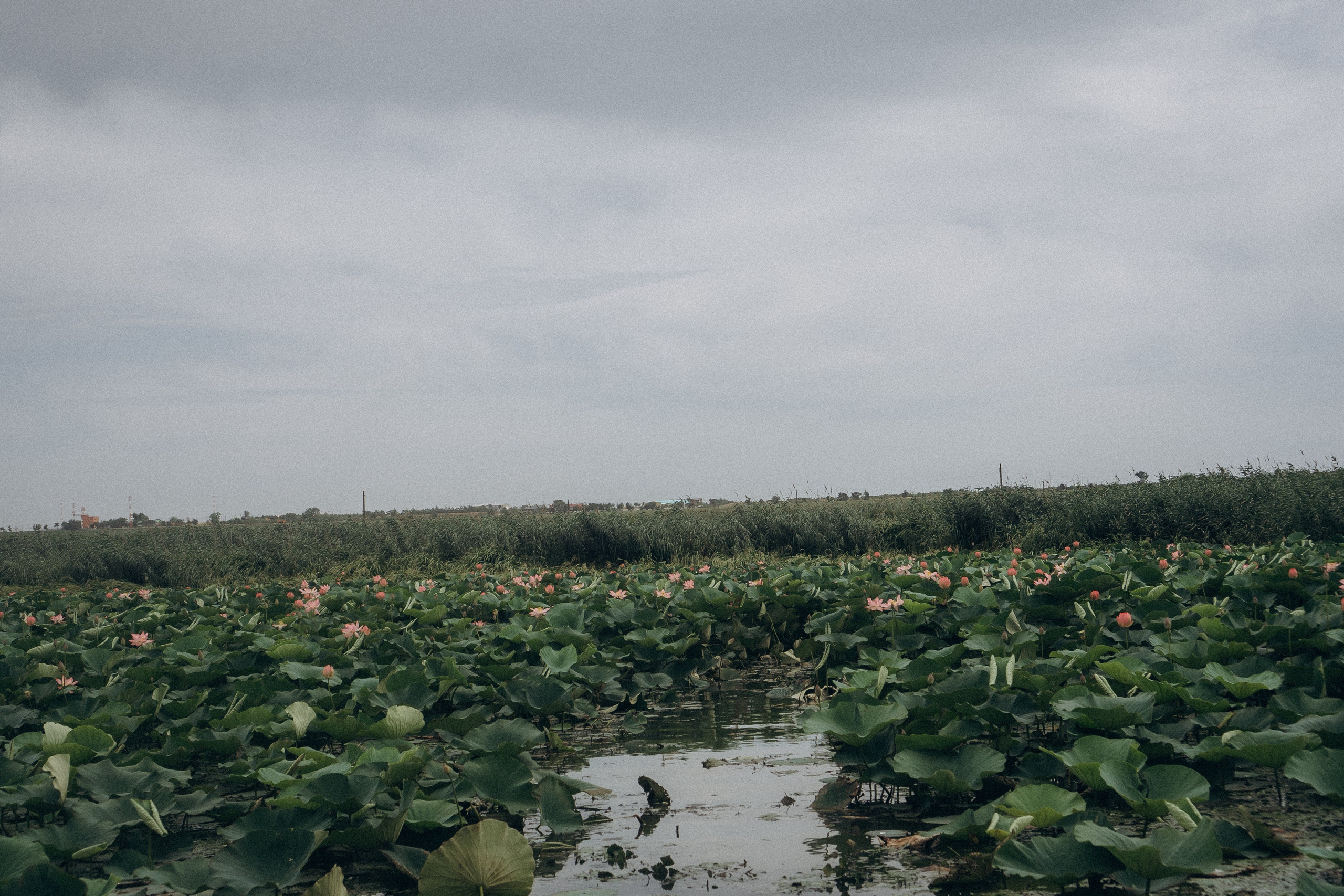ЛОТОСОВАЯ ПОЛЯНА. Профессиональный фотограф, Санкт-Петербург — Виктория Богомолова