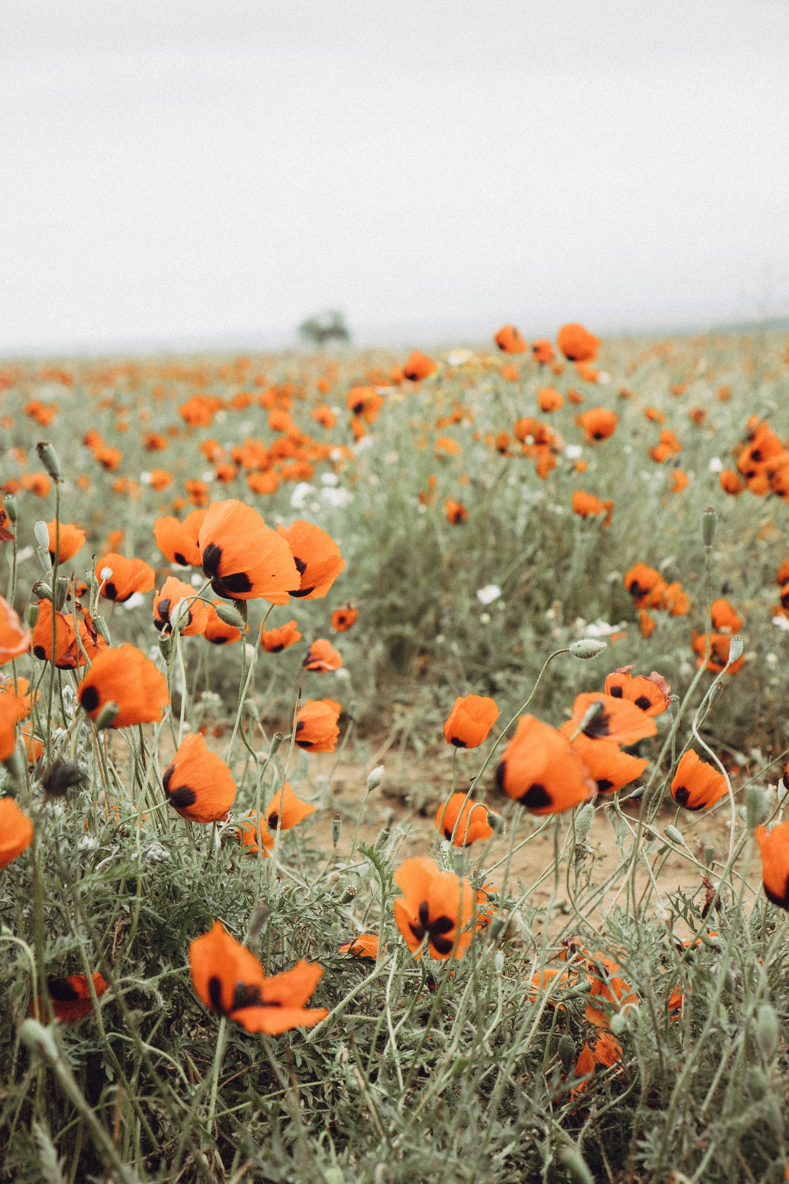 Кавказ. Профессиональный фотограф, Санкт-Петербург — Виктория Богомолова