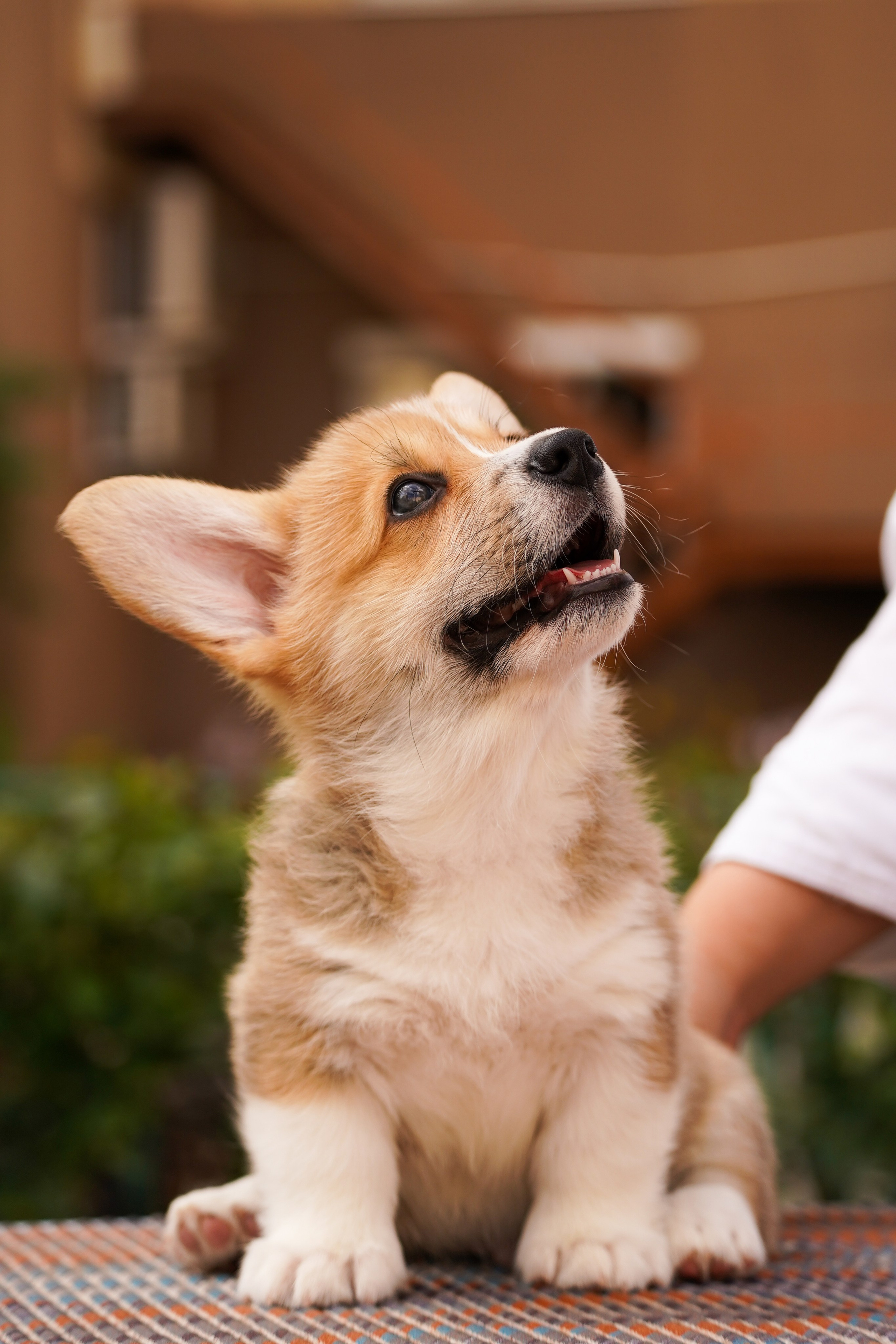 Корги. Фотограф-анималист Анастасия Большакова