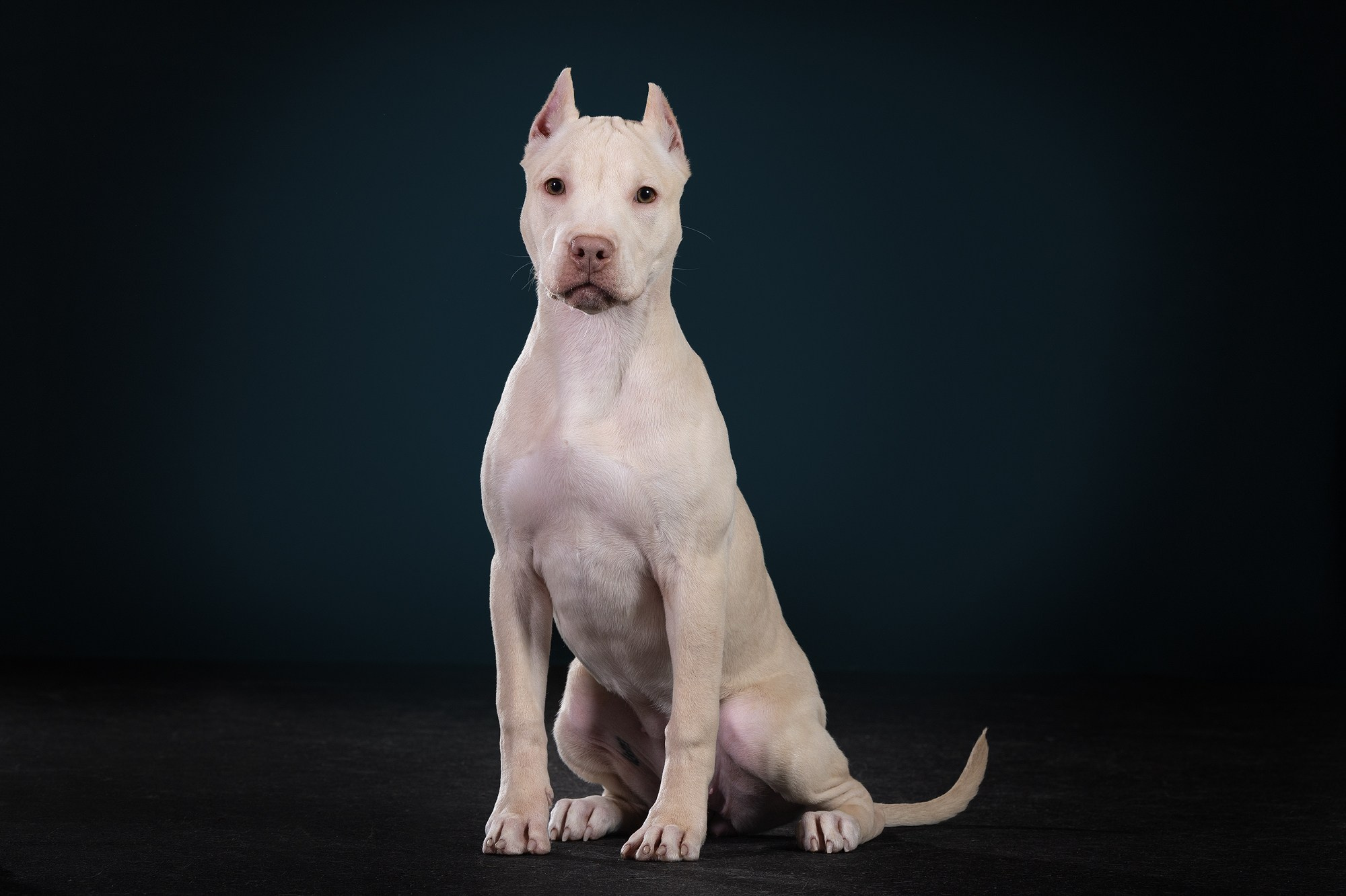 Небольшой отчёт о том, как прошли студиные фото дни. Фотограф-анималист Natalia Deingel | Фотосъемка собак в Москве