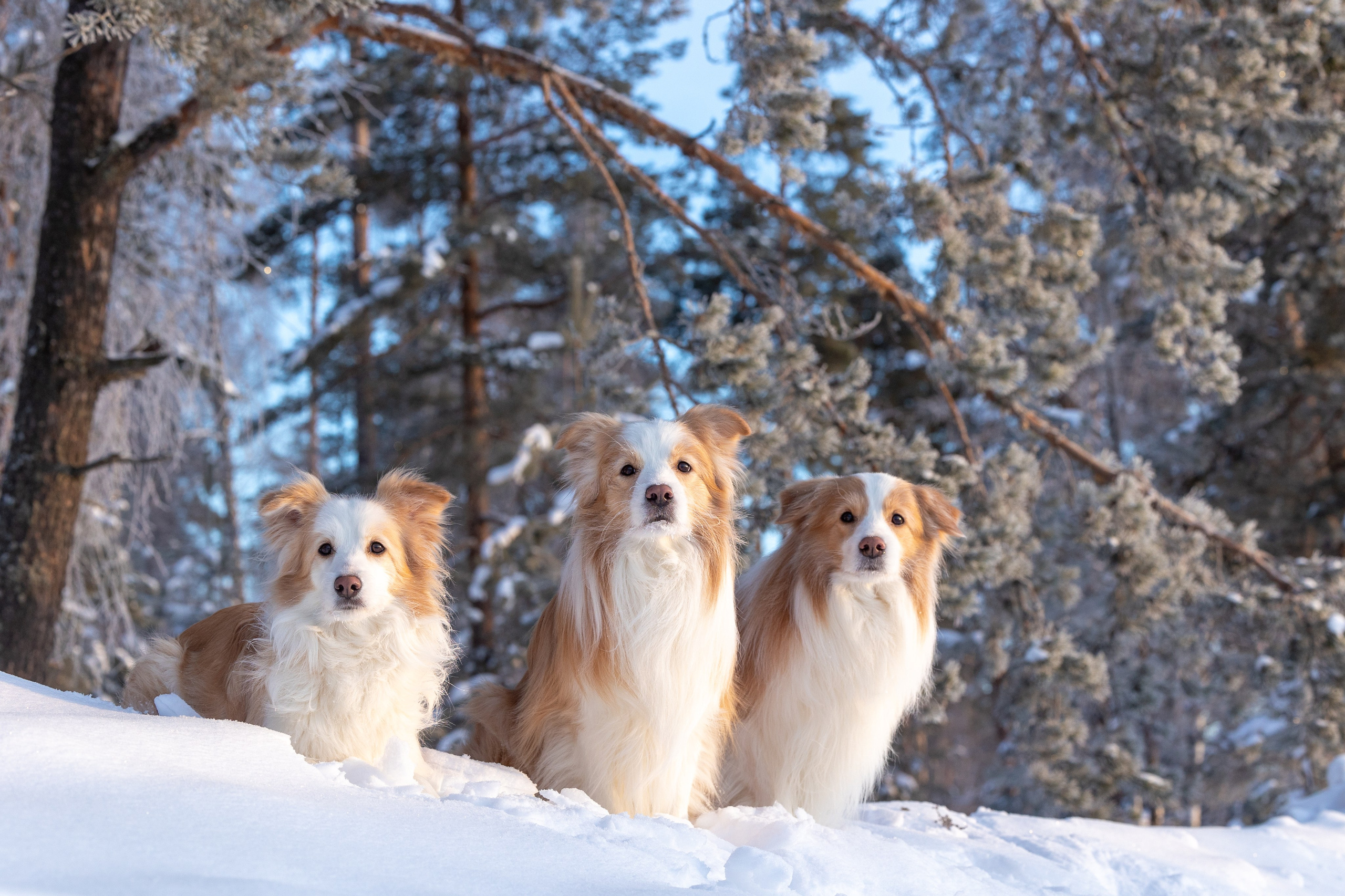 Бордер колли Прайм, Вэй и Лёля. Фотограф-анималист Natalia Deingel | Фотосъемка собак в Москве